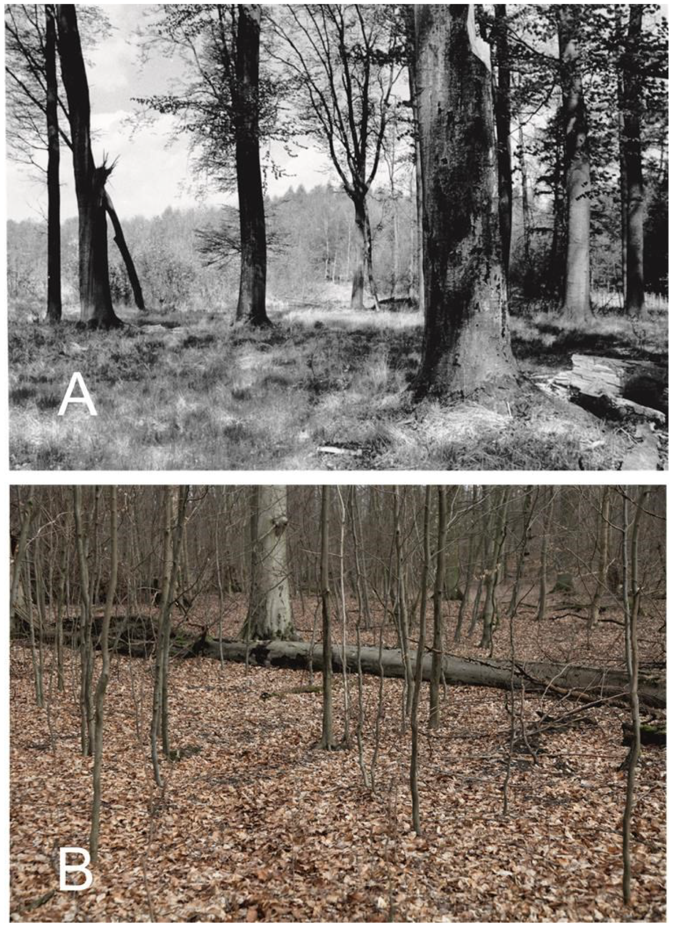 Forests 13 01219 g002 550