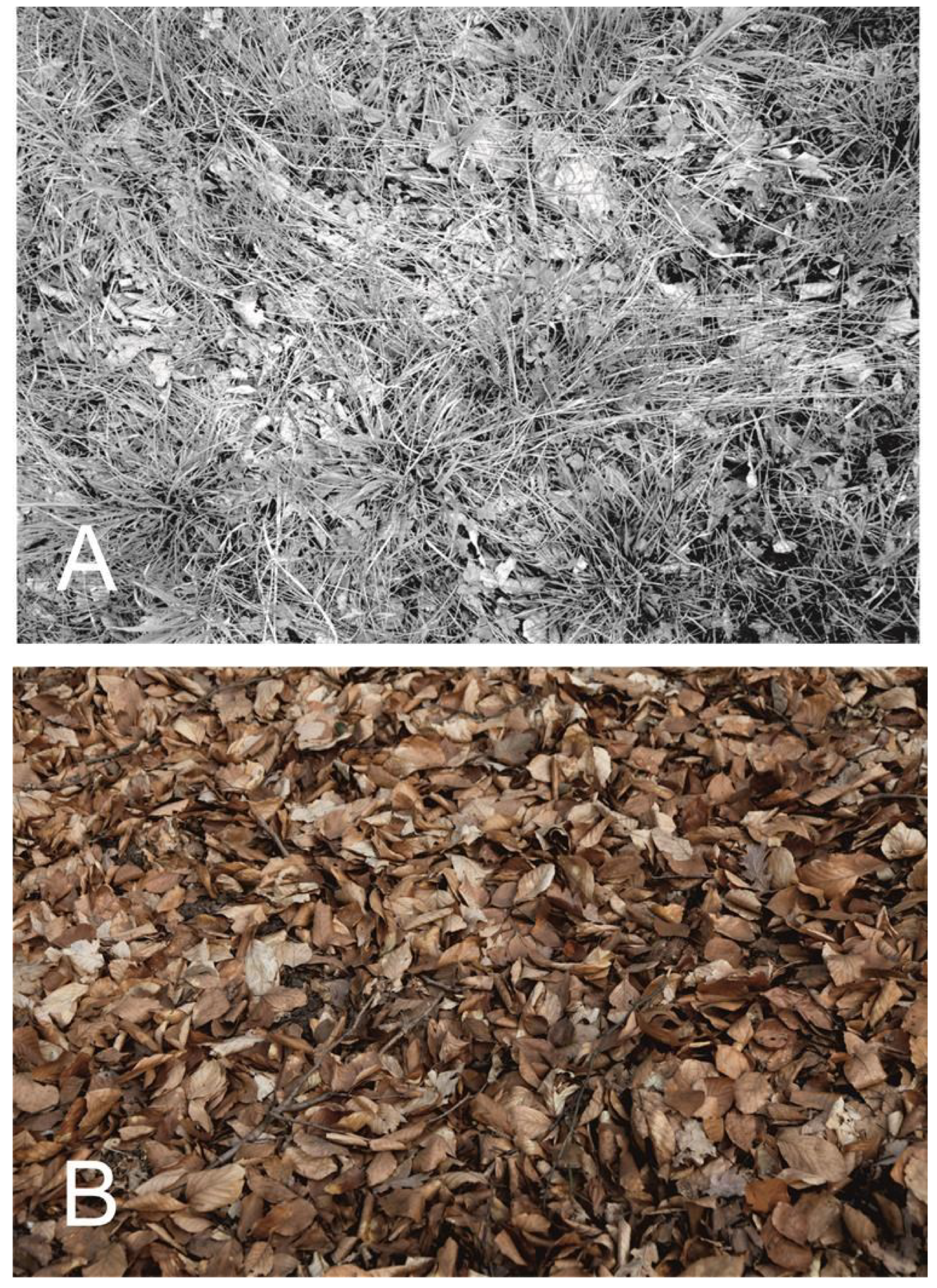 Forests 13 01219 g003 550