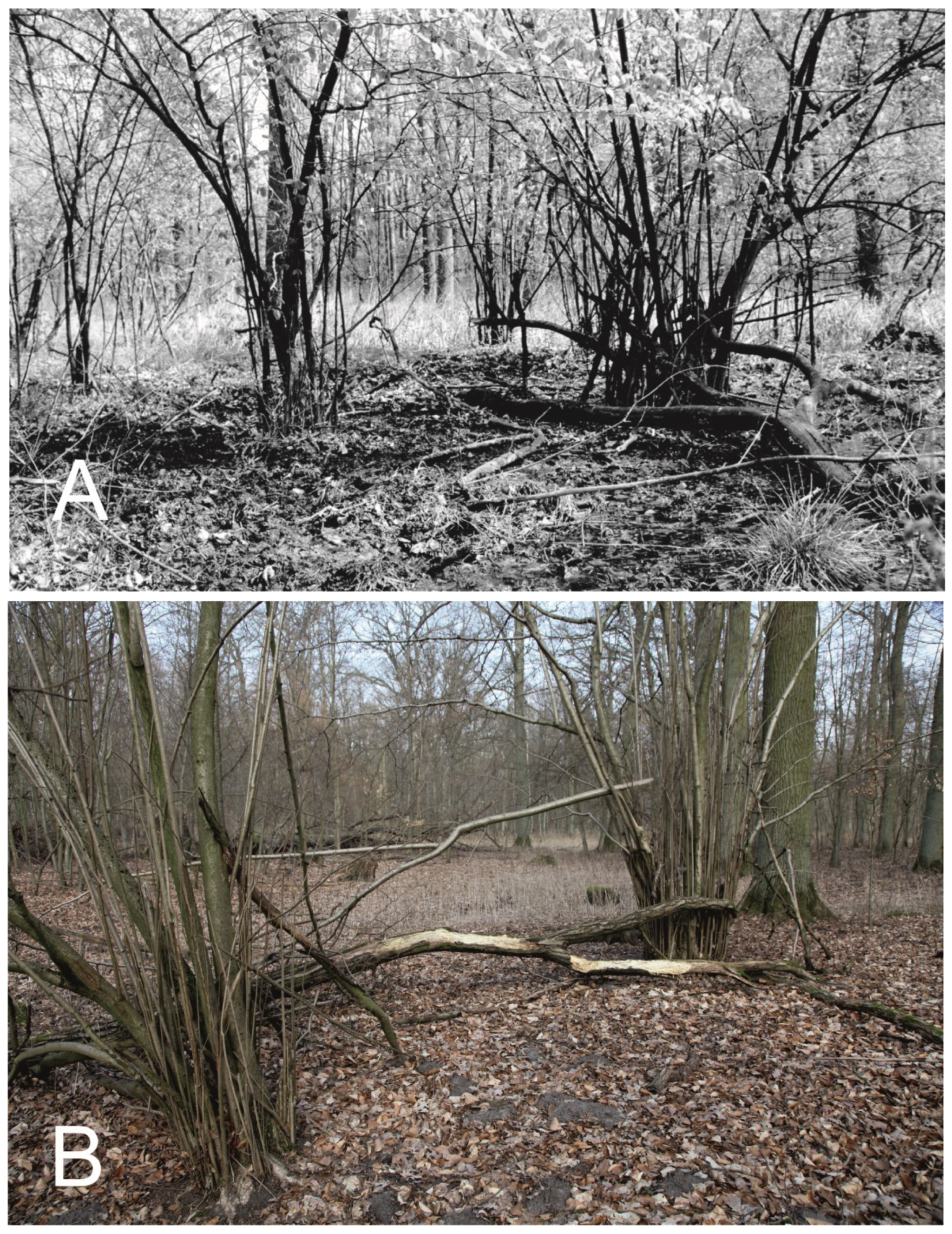 Forests 13 01219 g004 550