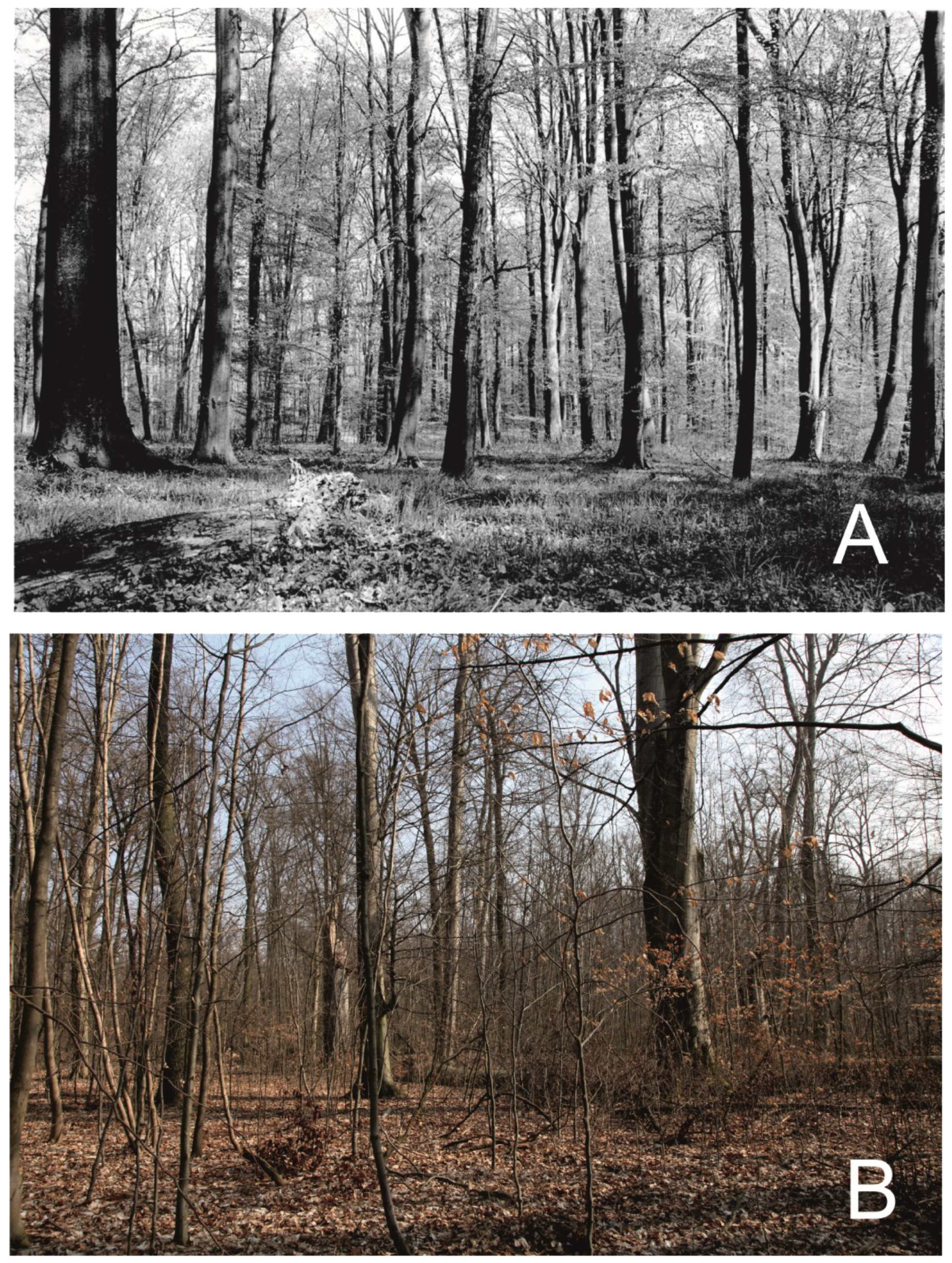 Forests 13 01219 g005 550