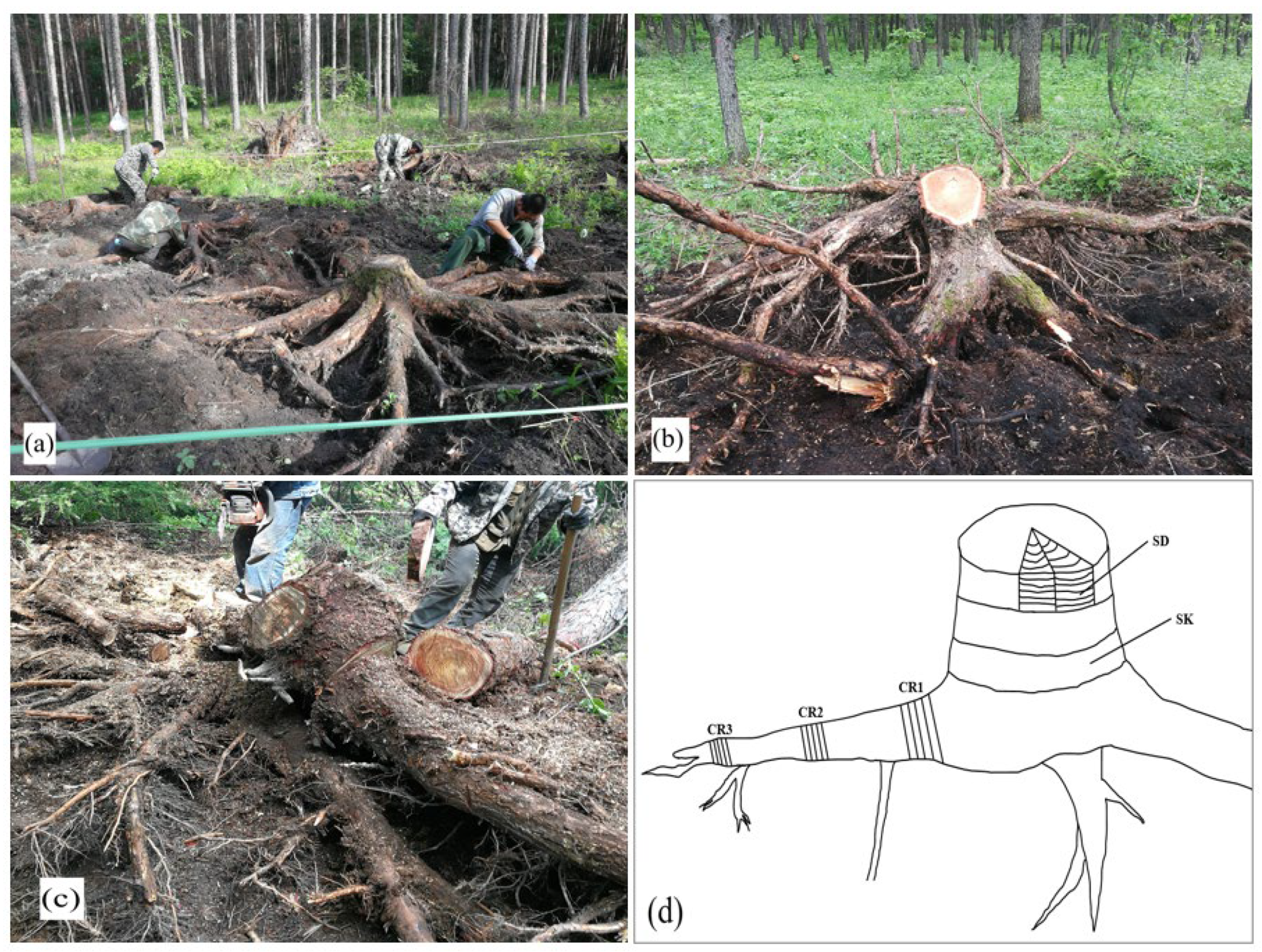 Forests 13 01259 g001 550