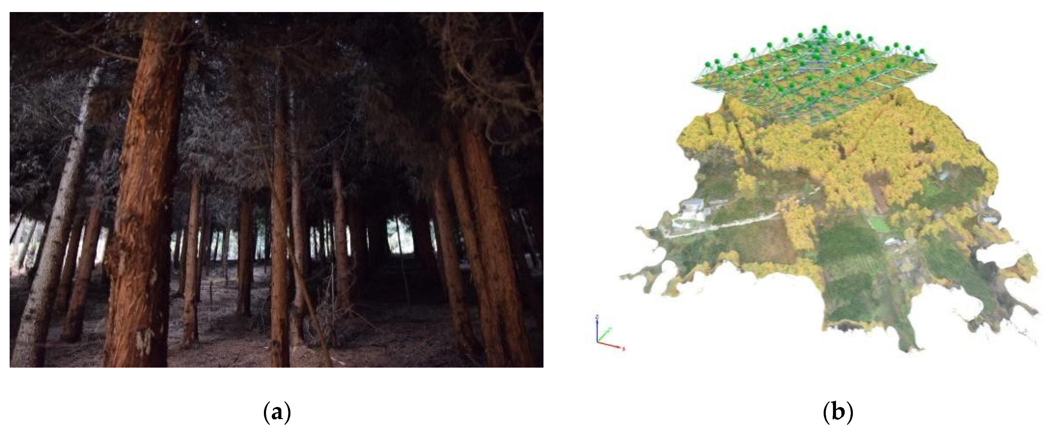 Forests 13 01282 g004 550