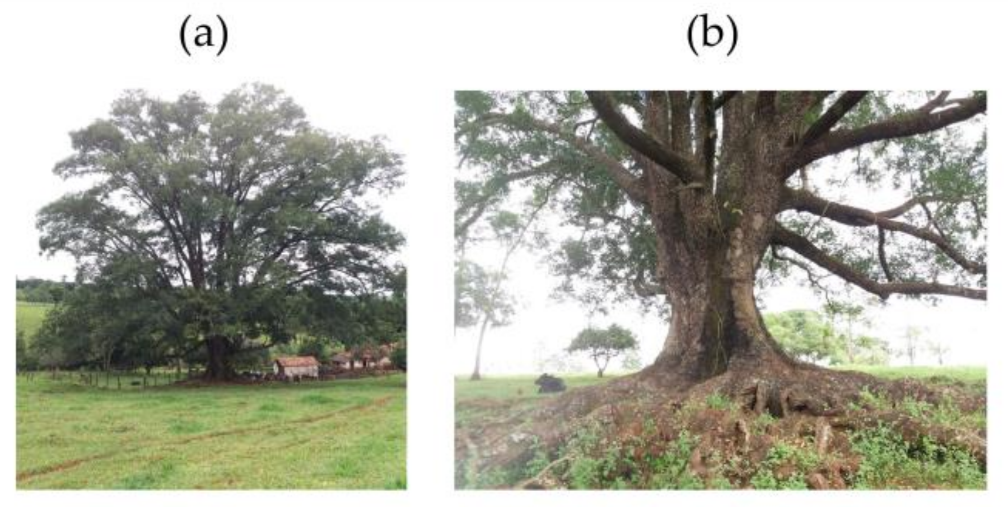 Forests 13 01295 g007