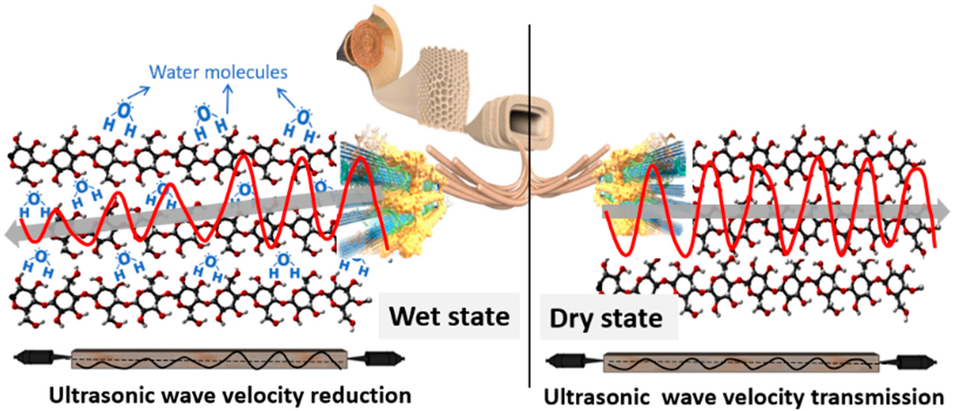 Forests 13 01296 g001 Forests 13 01296 g001