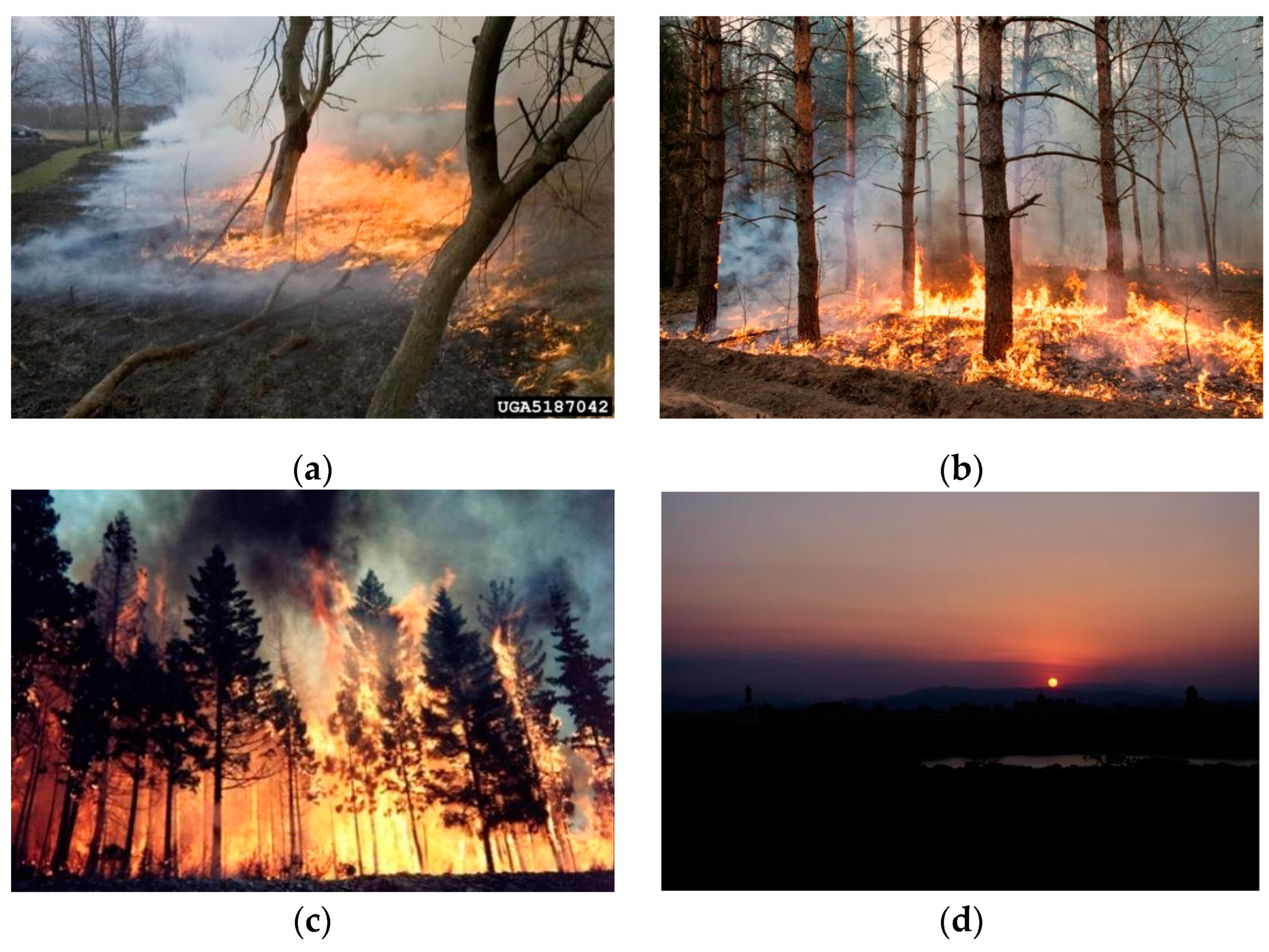 Forests 13 01301 g001