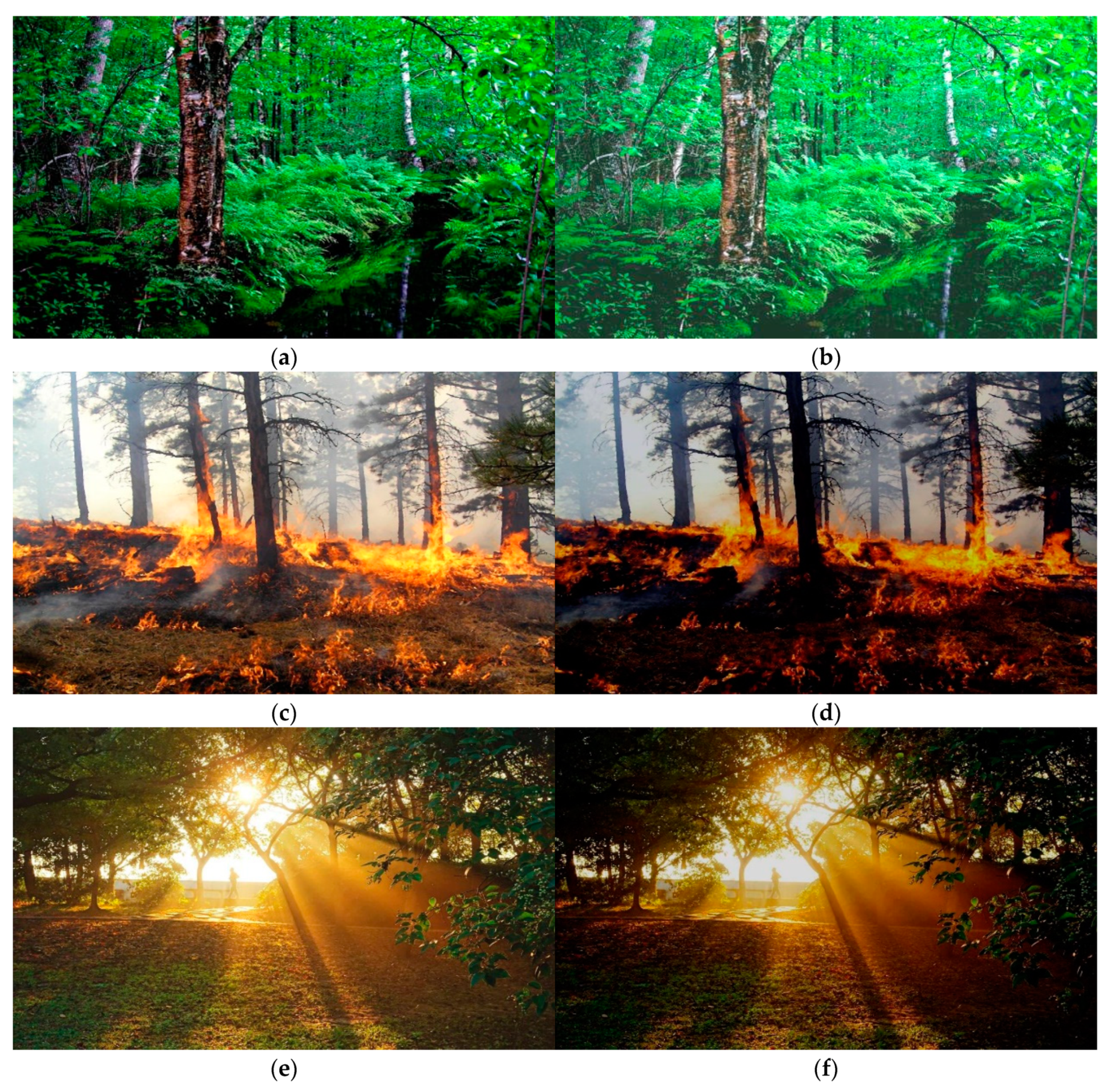 Forests 13 01302 g005 550