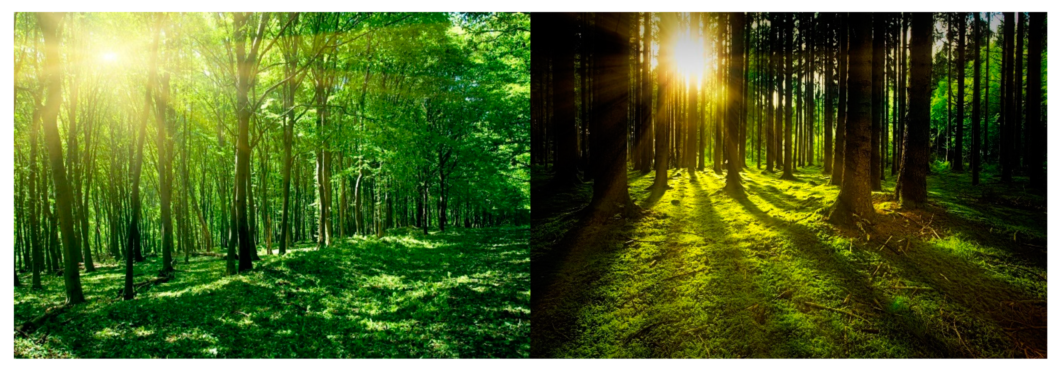 Forests 13 01302 g016 550