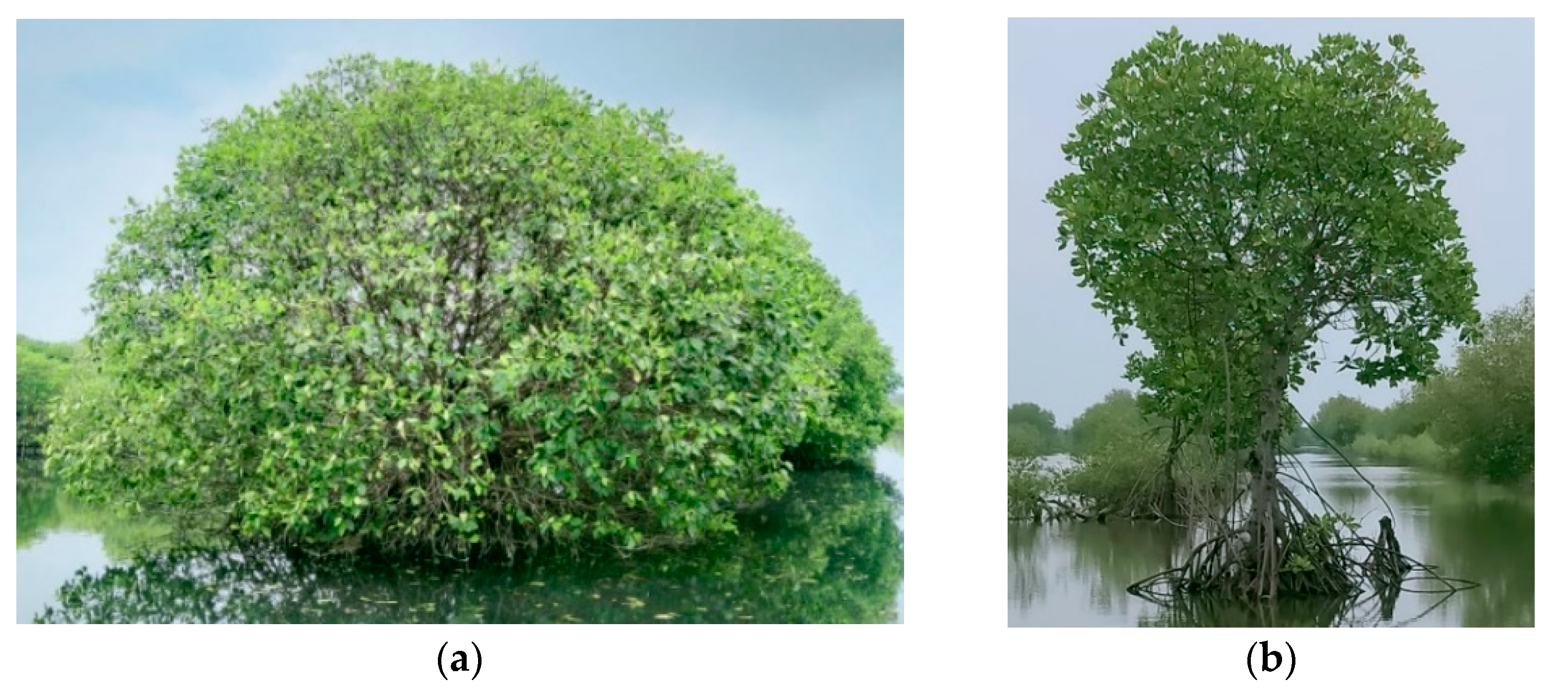 Forests 13 01308 g005 550