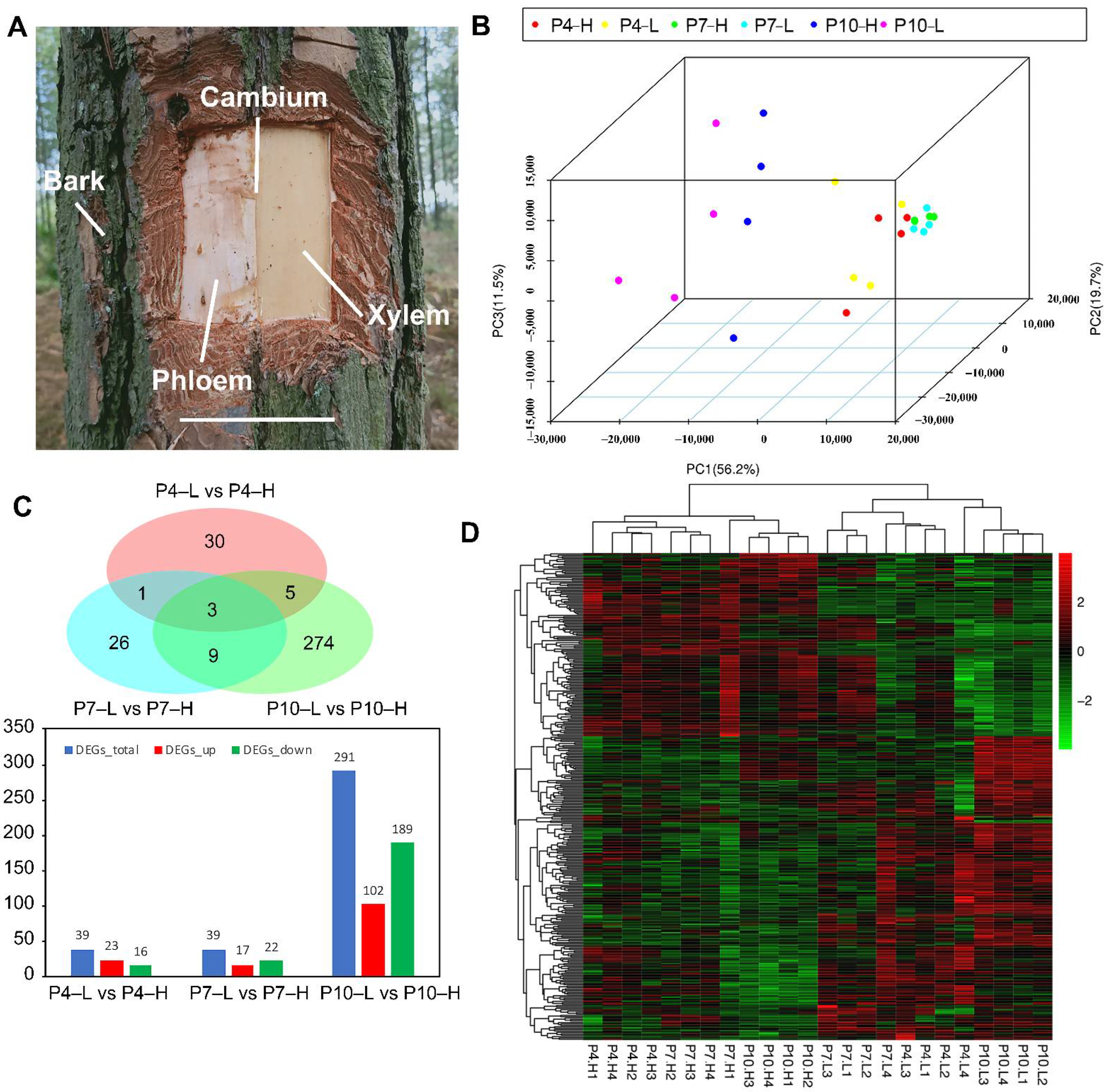 Forests 13 01337 g001 Forests 13 01337 g001