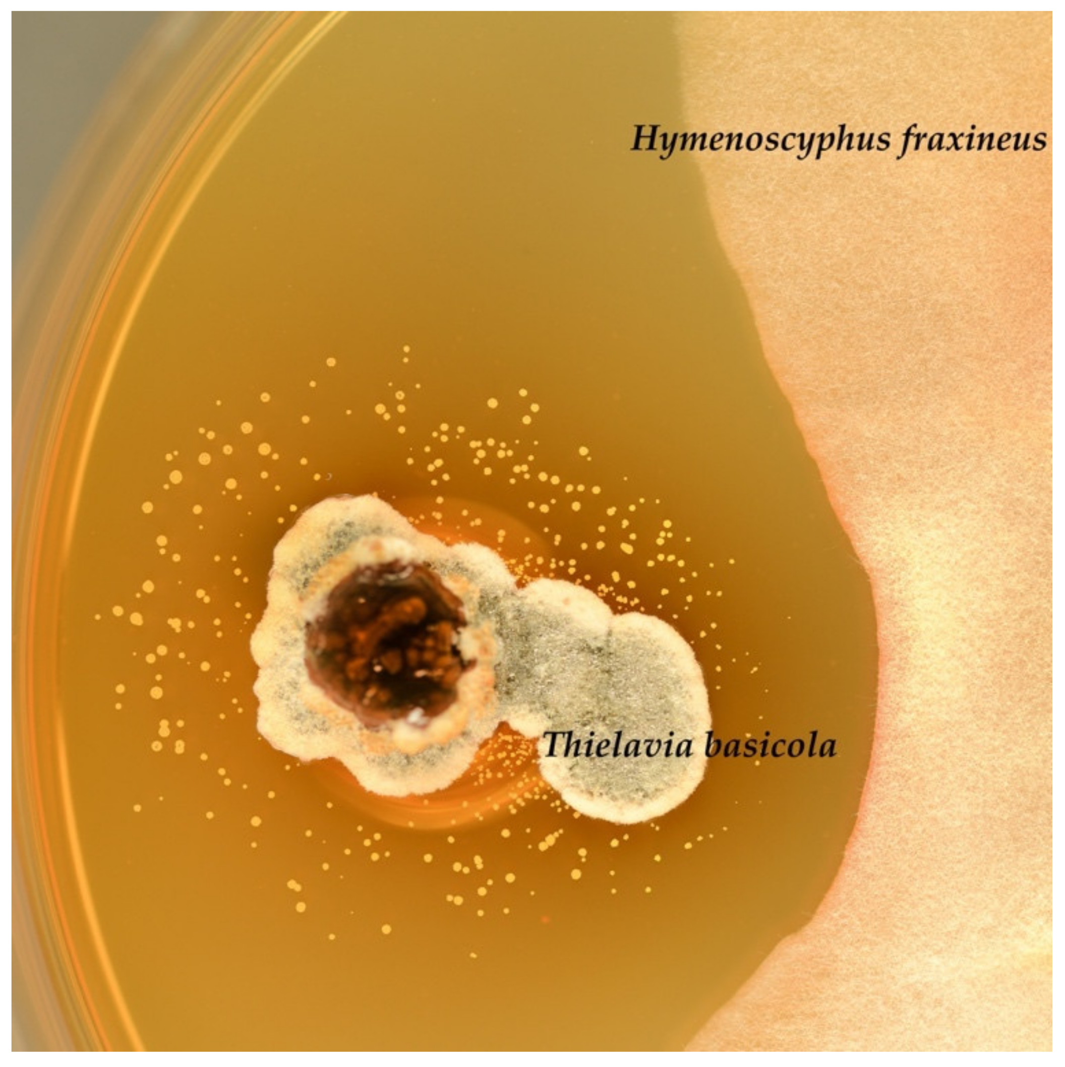 Forests 13 01338 g007 Forests 13 01338 g007