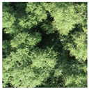 Forests 13 01342 i002