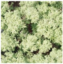 Forests 13 01342 i004