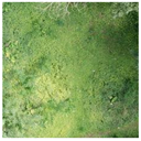 Forests 13 01342 i005