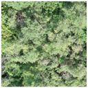 Forests 13 01342 i007