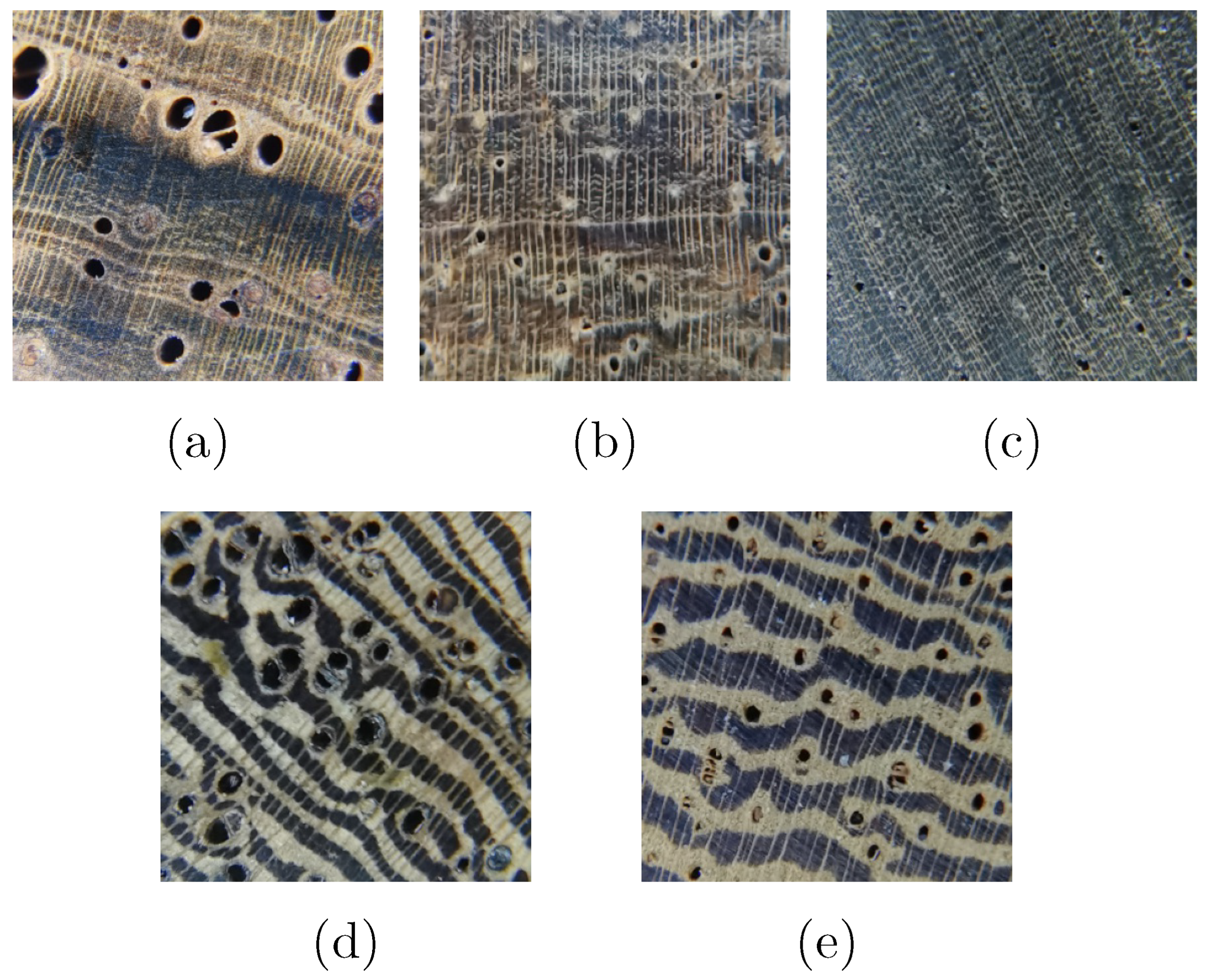 Forests 13 01350 g001 550