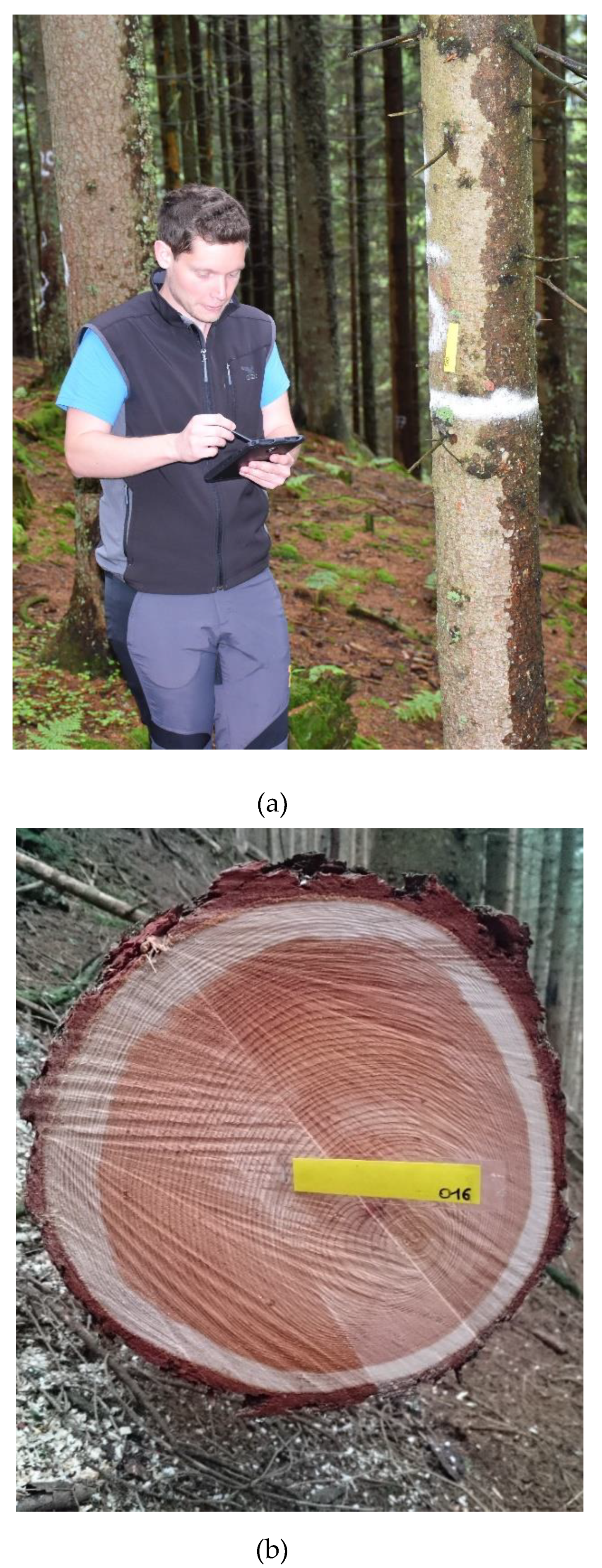 Forests 13 01373 g002 550