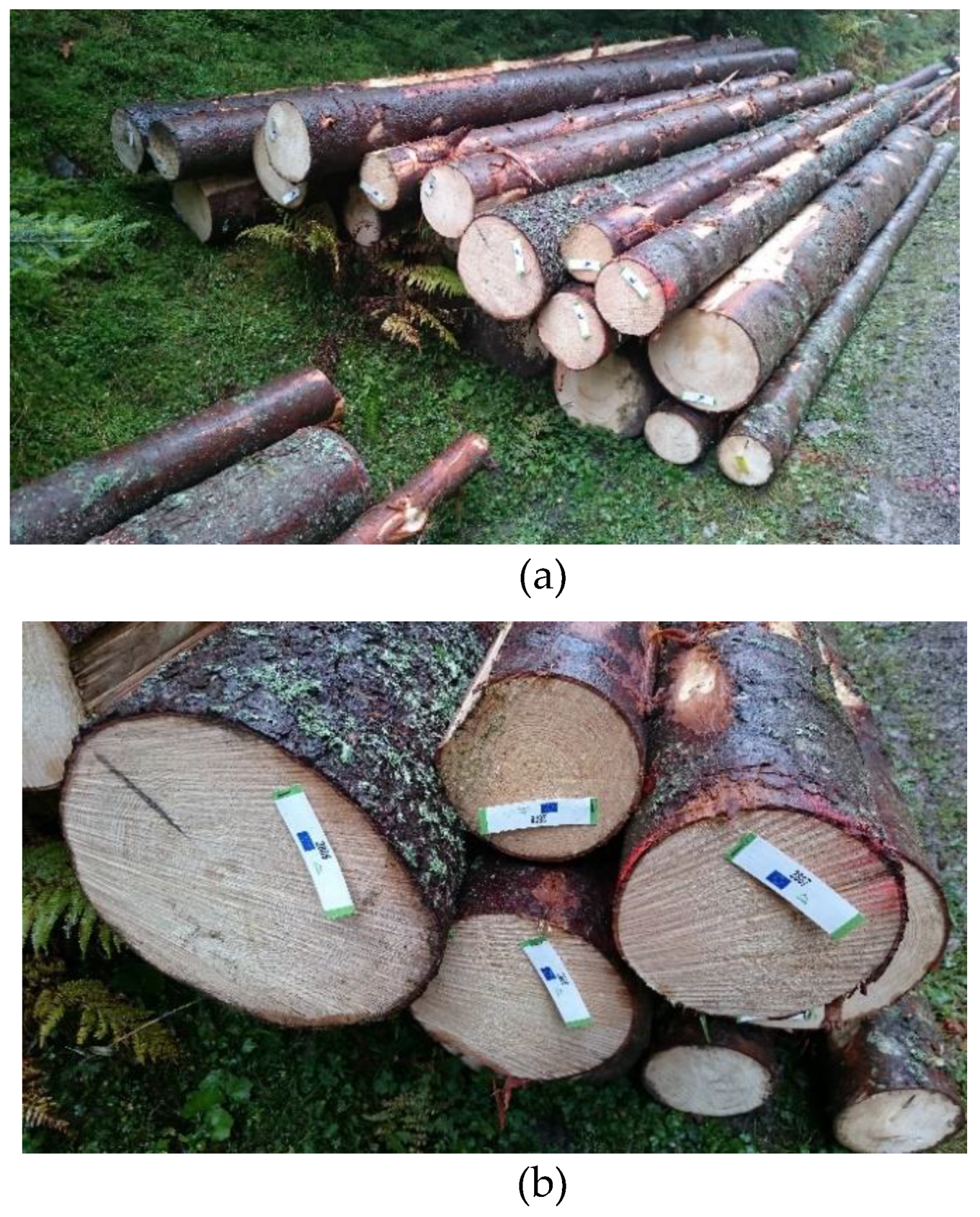 Forests 13 01373 g007 550