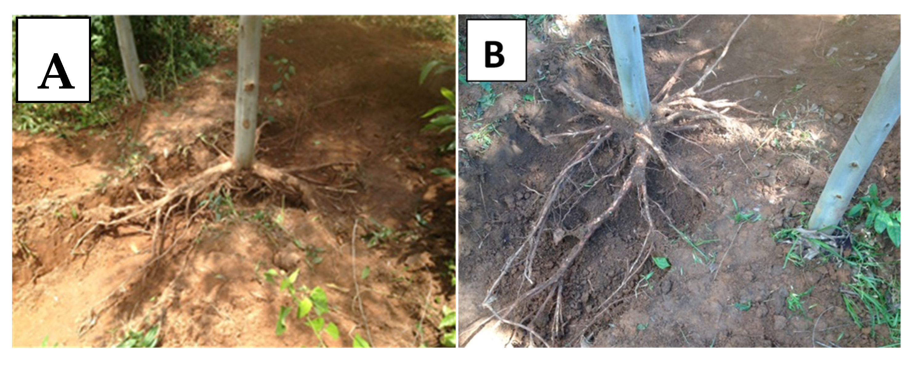 Forests 13 01395 g003 Forests 13 01395 g003