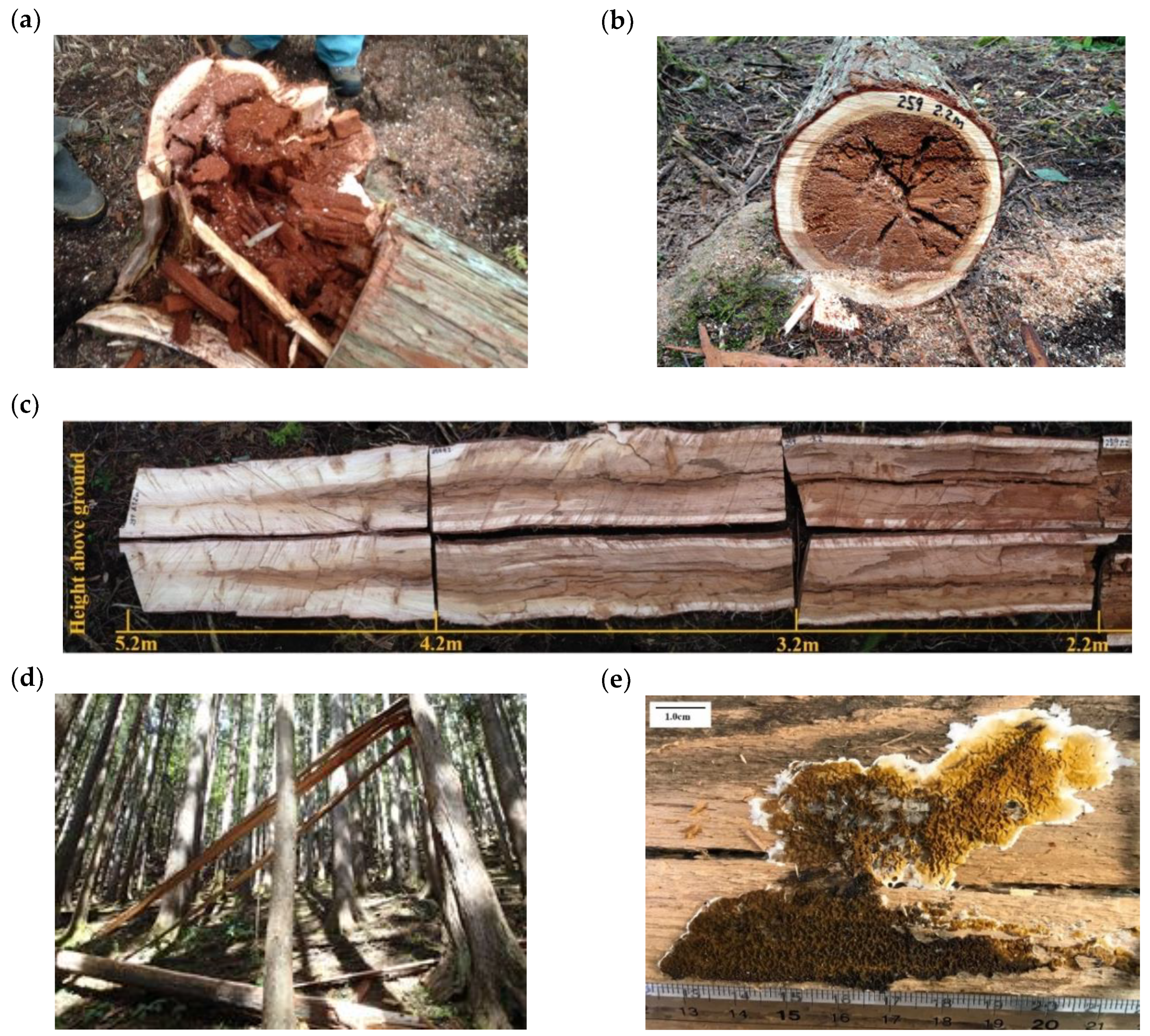 Forests 13 01429 g001