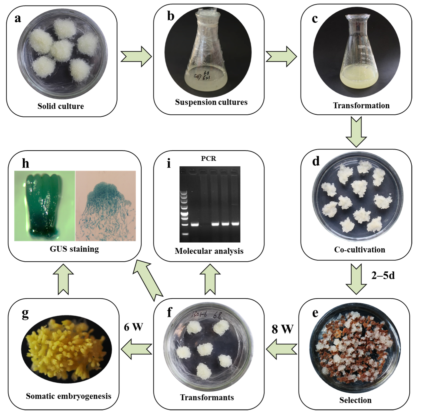 Forests 13 01436 g008 Forests 13 01436 g008