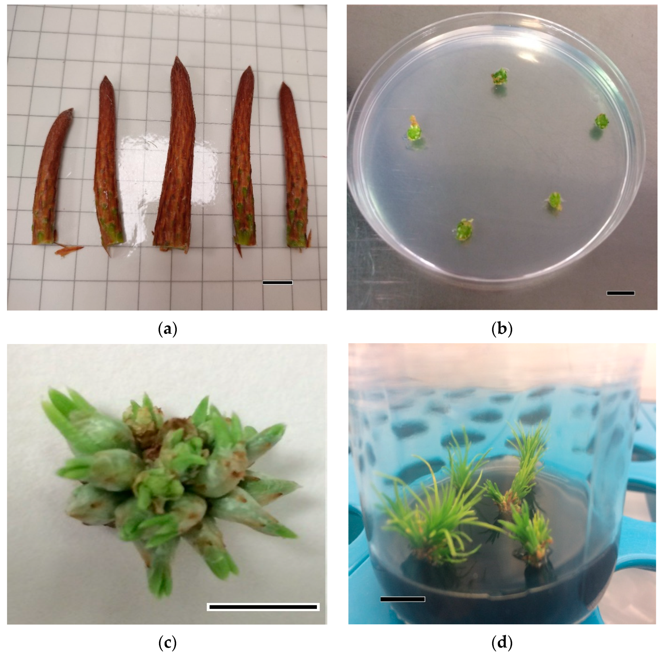 Forests 13 01455 g001a Forests 13 01455 g001a