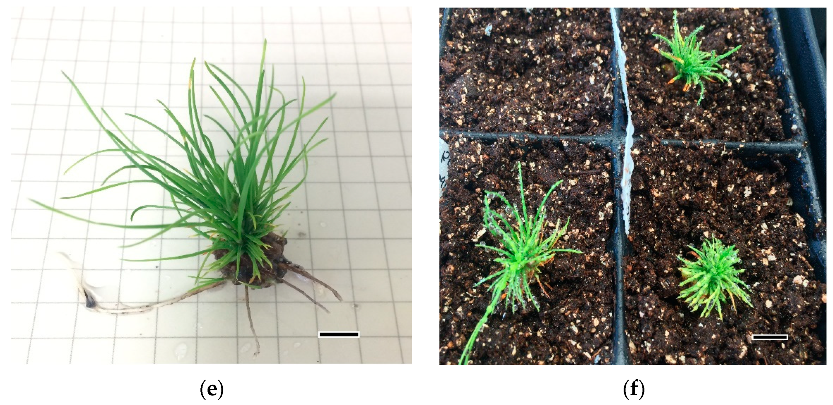 Forests 13 01455 g001b Forests 13 01455 g001b