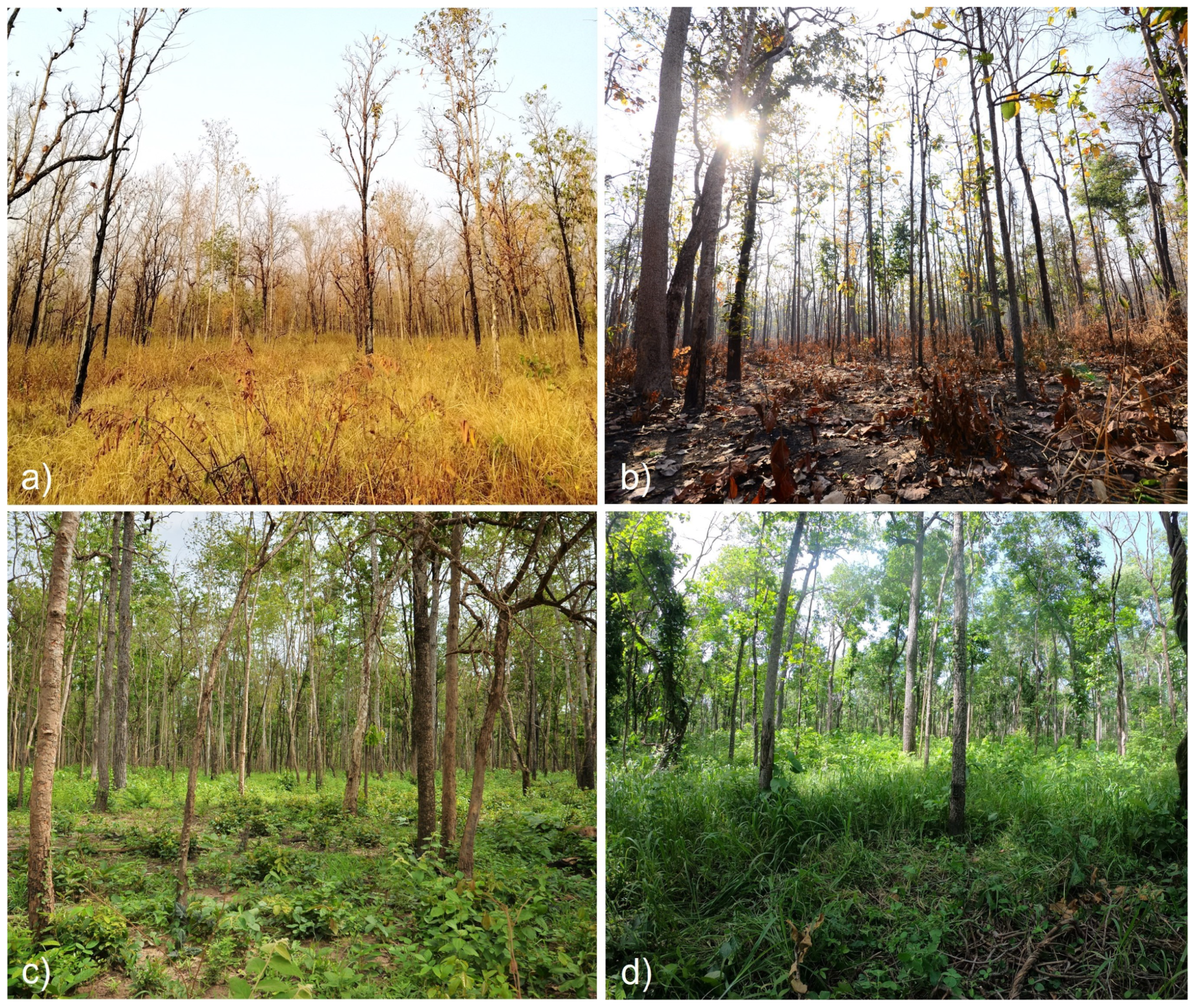 Forests 13 01463 g004