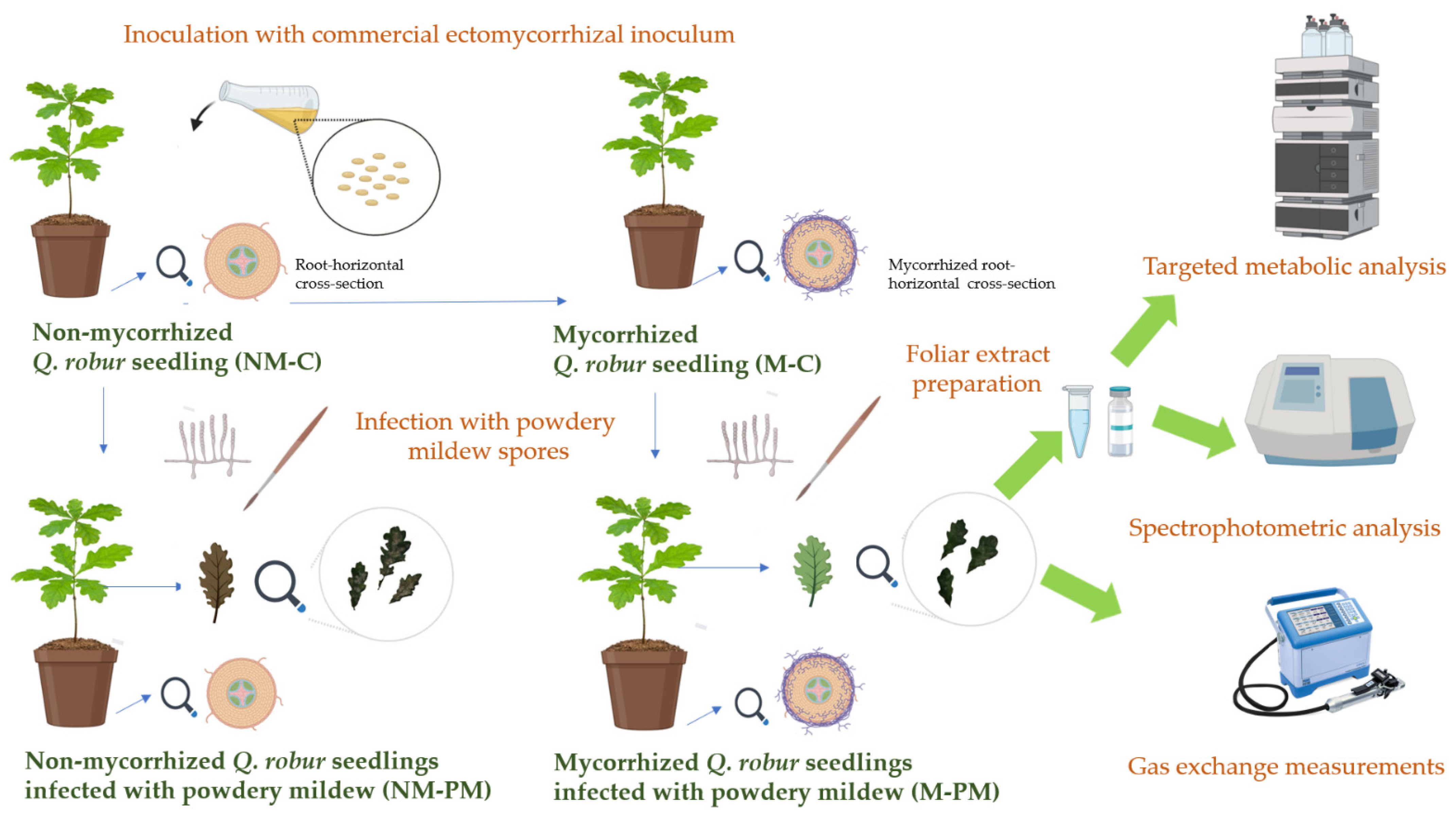 Forests 13 01491 g001 Forests 13 01491 g001