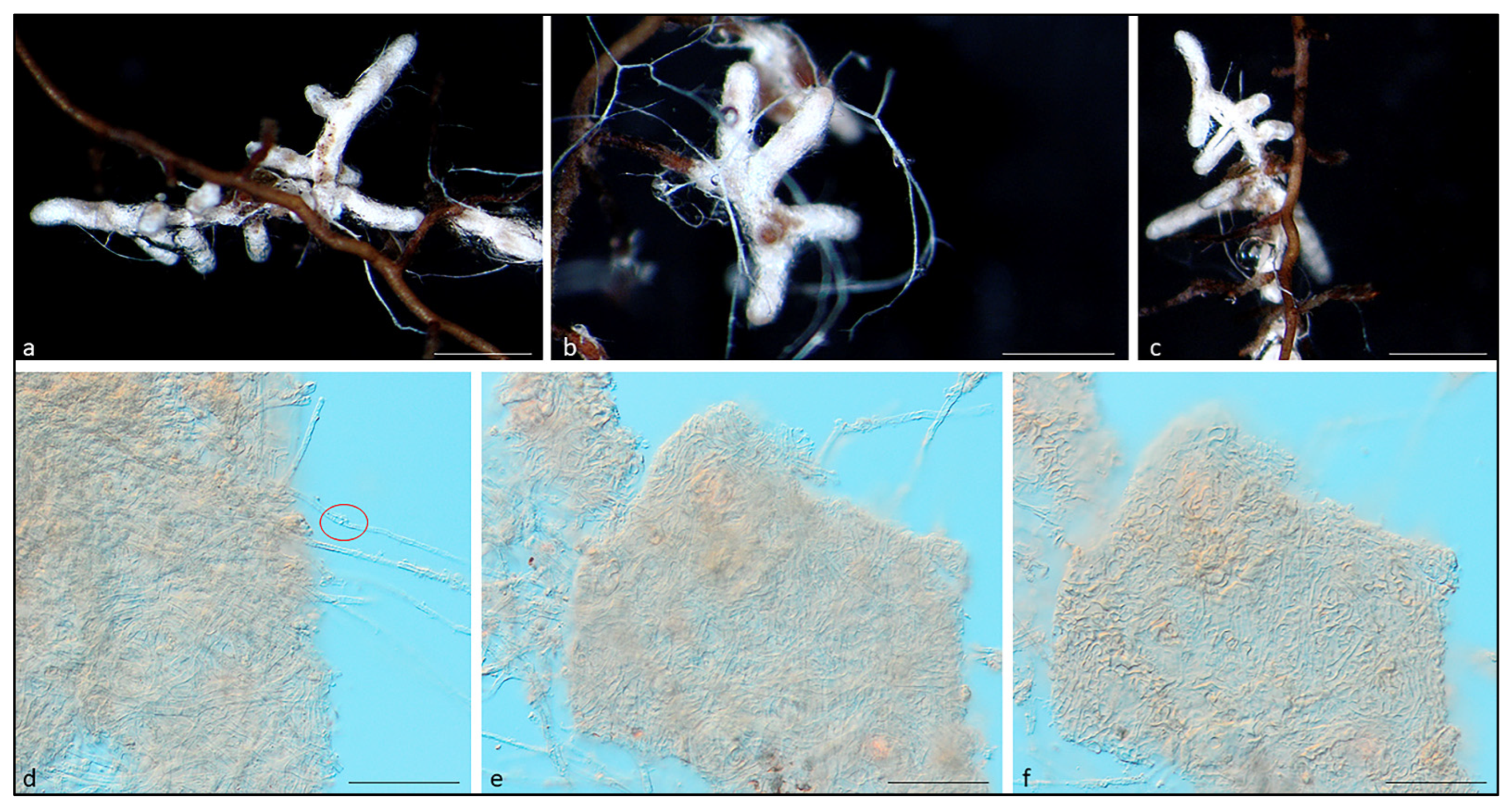 Forests 13 01491 g002 Forests 13 01491 g002