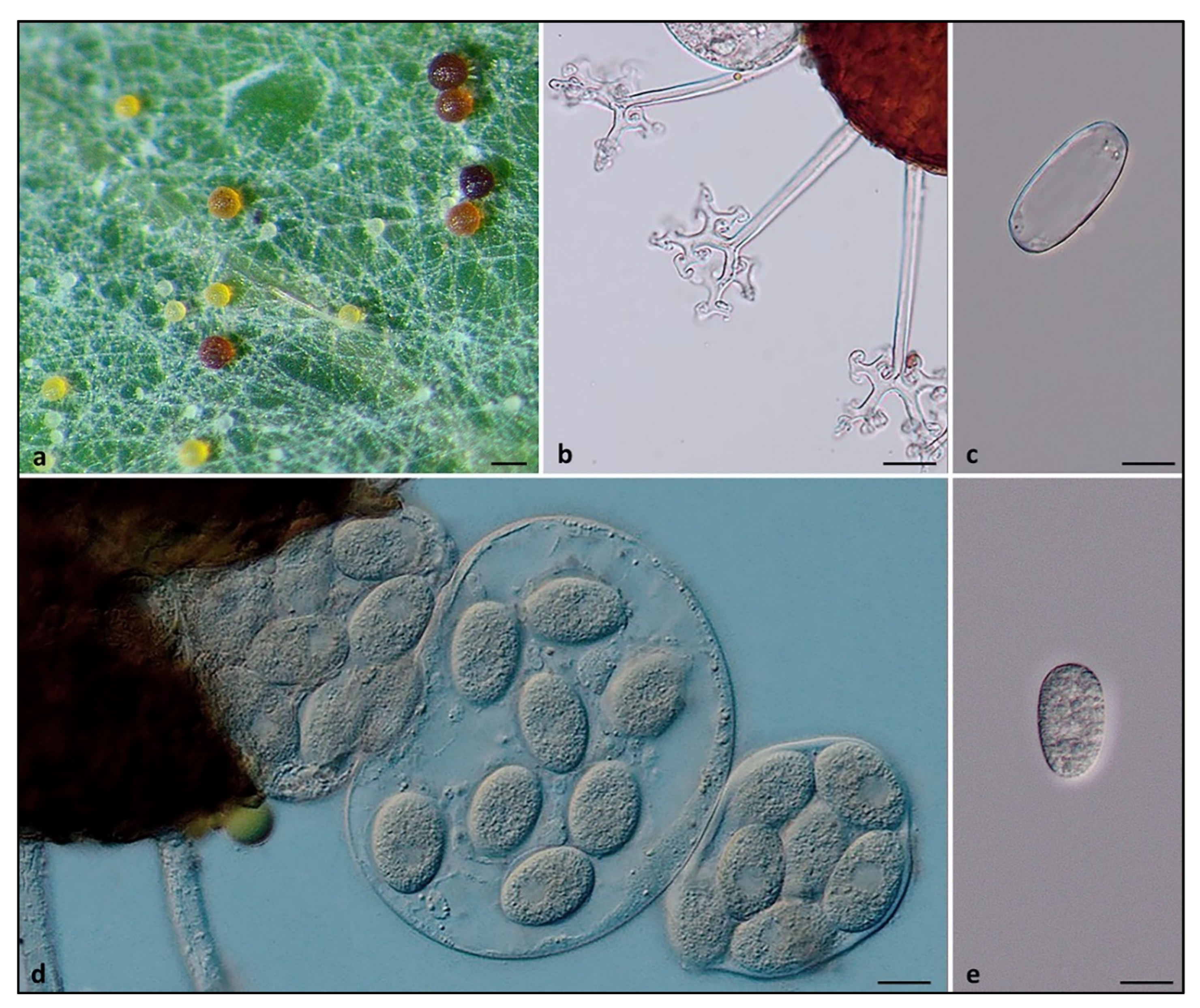 Forests 13 01491 g003 Forests 13 01491 g003