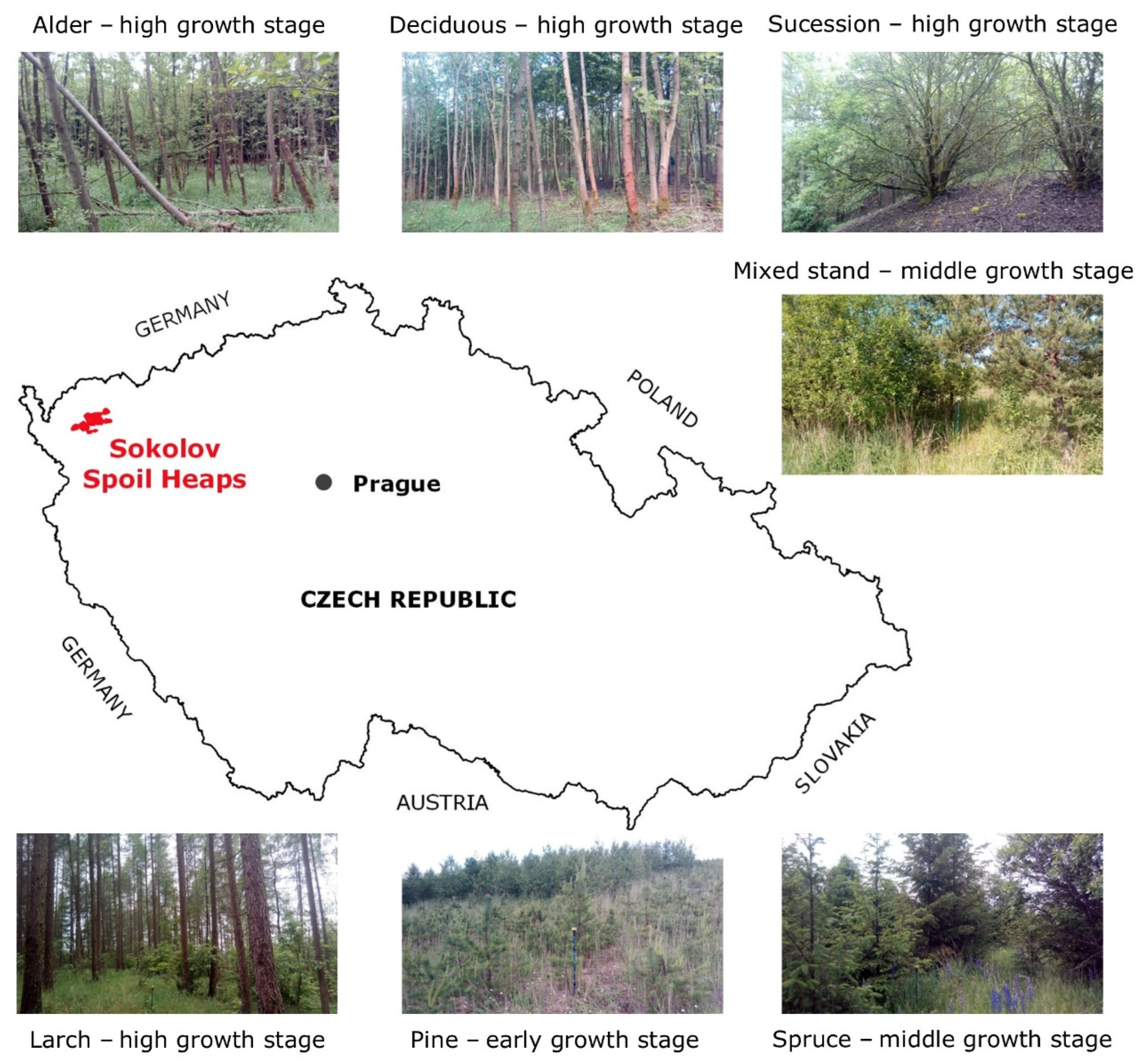 Forests 13 01519 g001