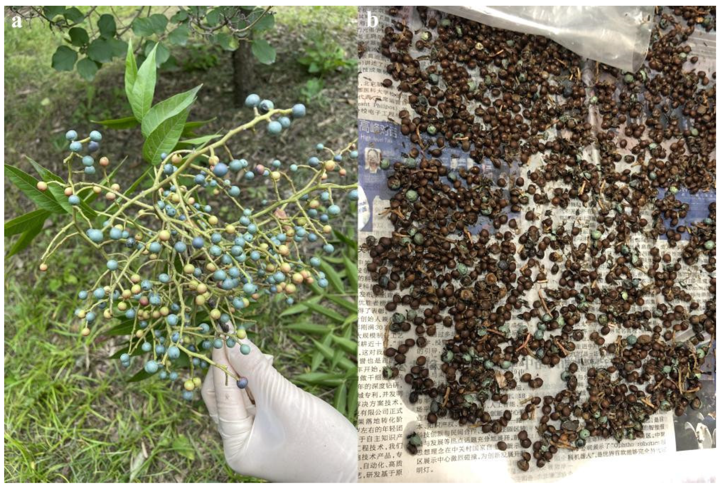 Forests 13 01521 g001 Forests 13 01521 g001