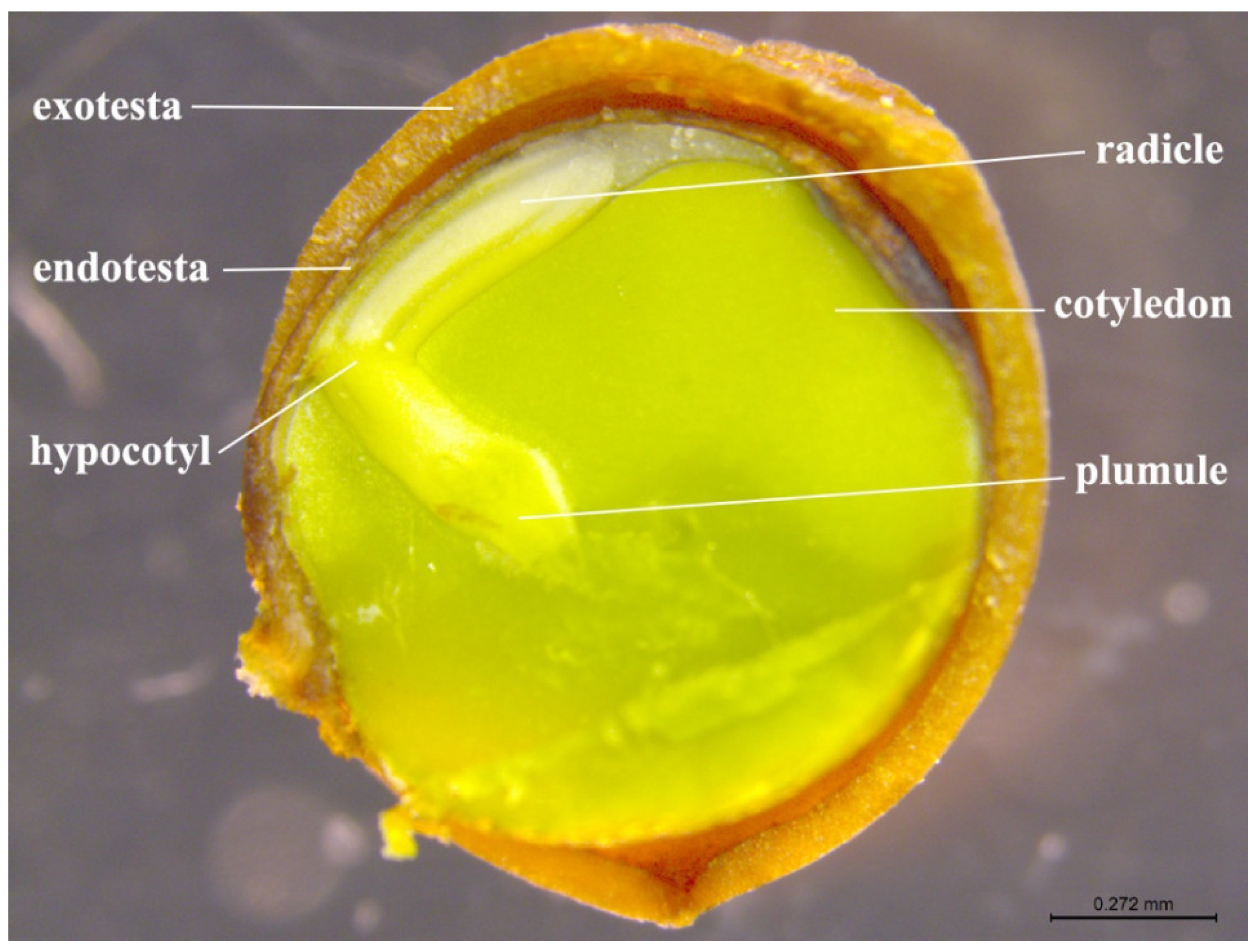 Forests 13 01521 g002 Forests 13 01521 g002