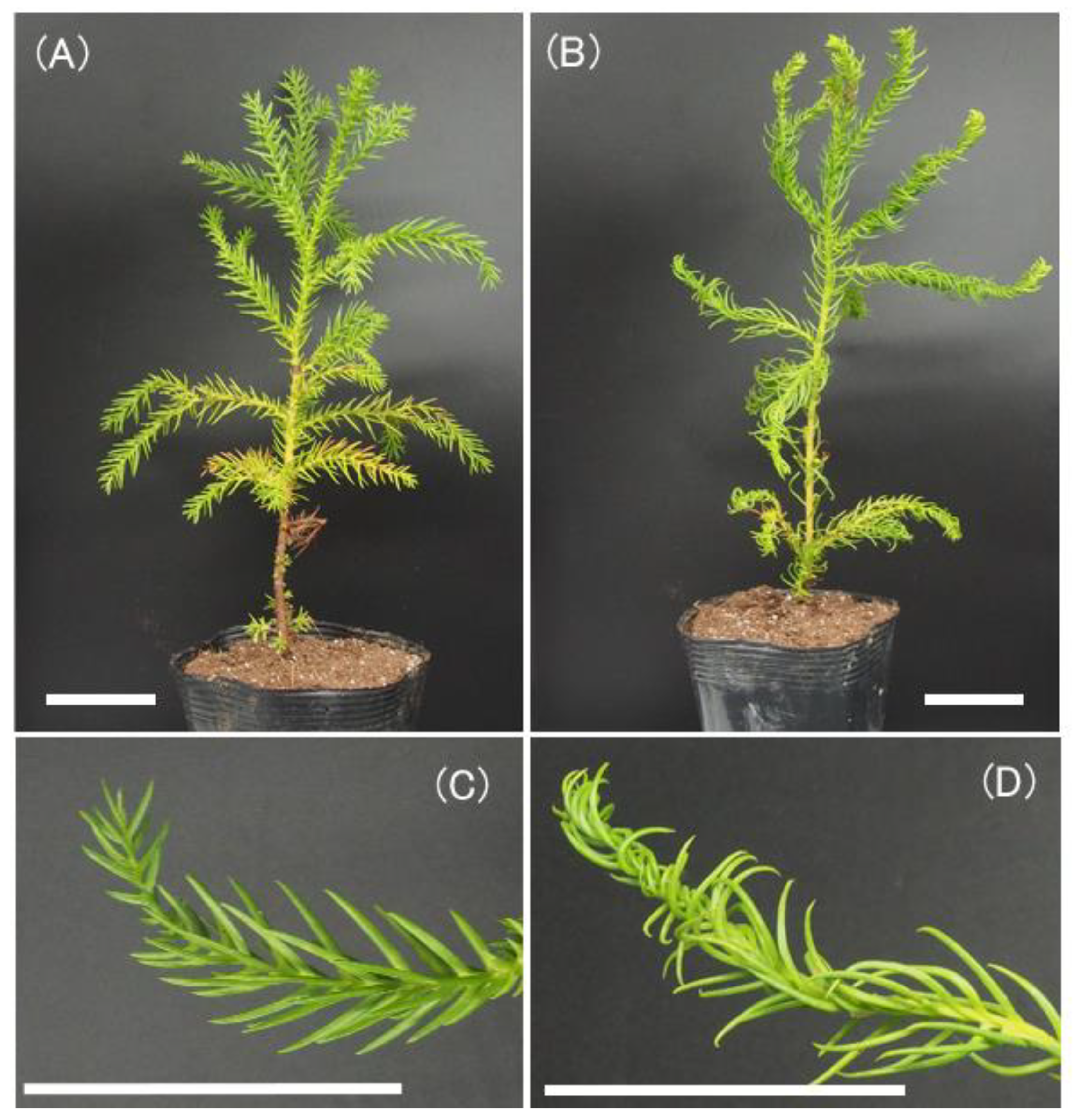 Forests 13 01524 g001 Forests 13 01524 g001