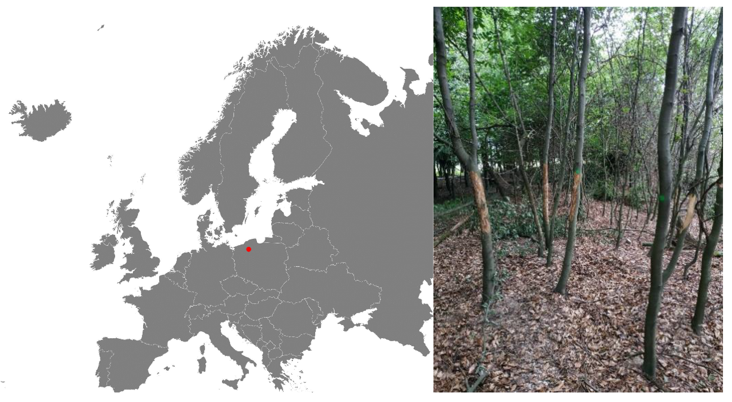 Forests 13 01531 g001