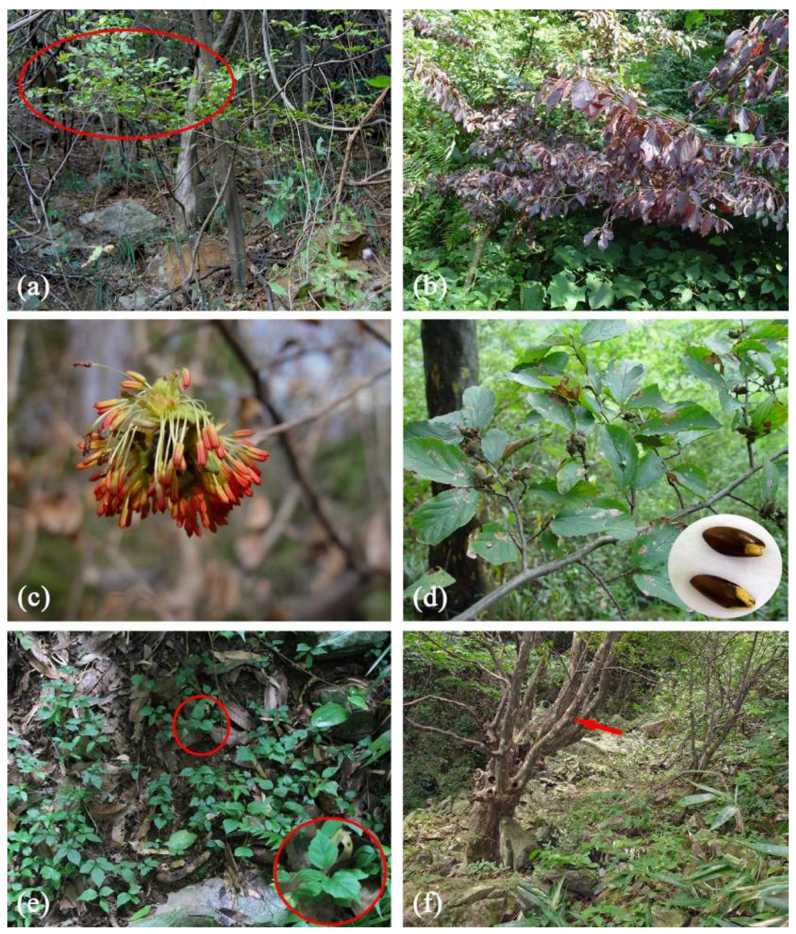 Forests 13 01595 g001