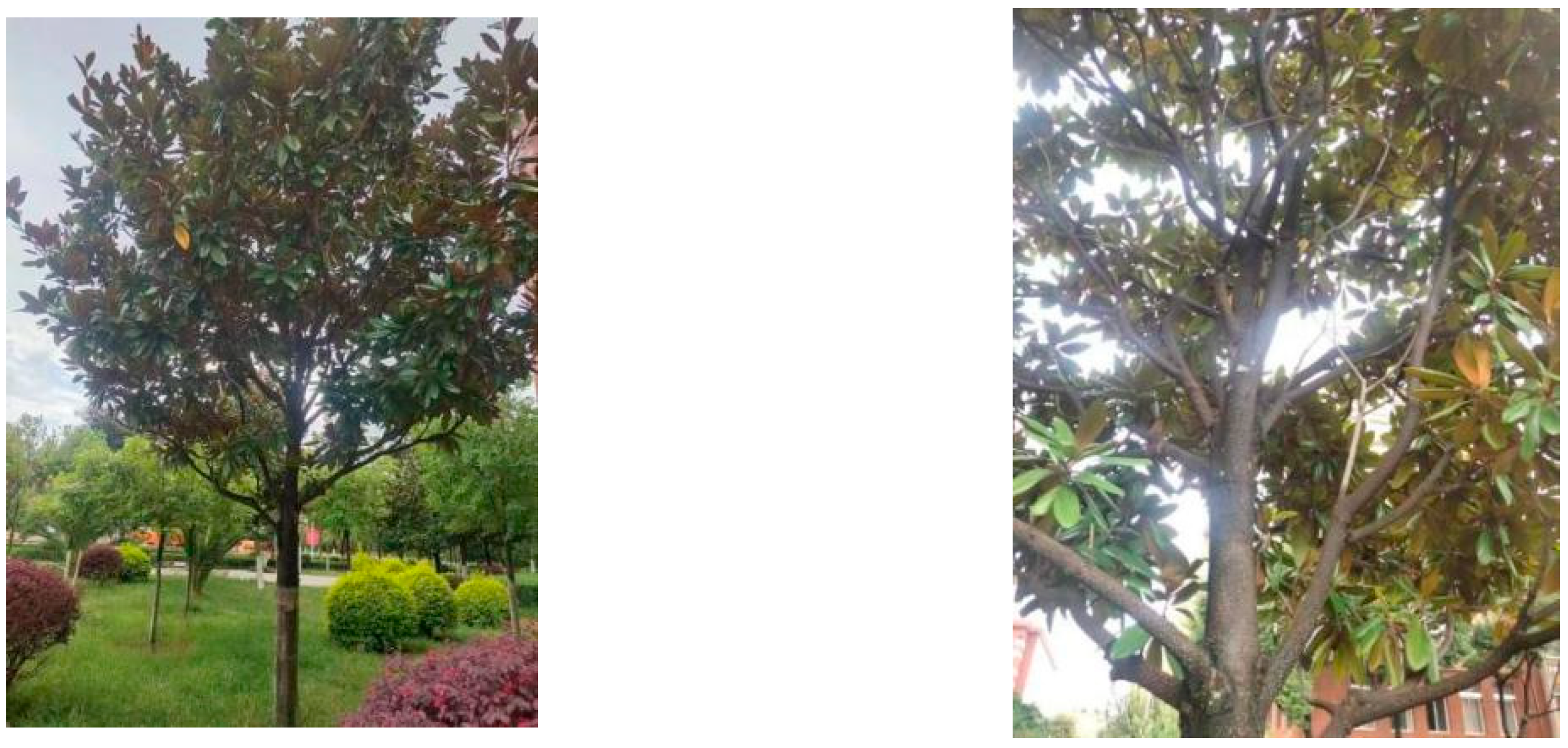 Forests 13 01617 g001 Forests 13 01617 g001