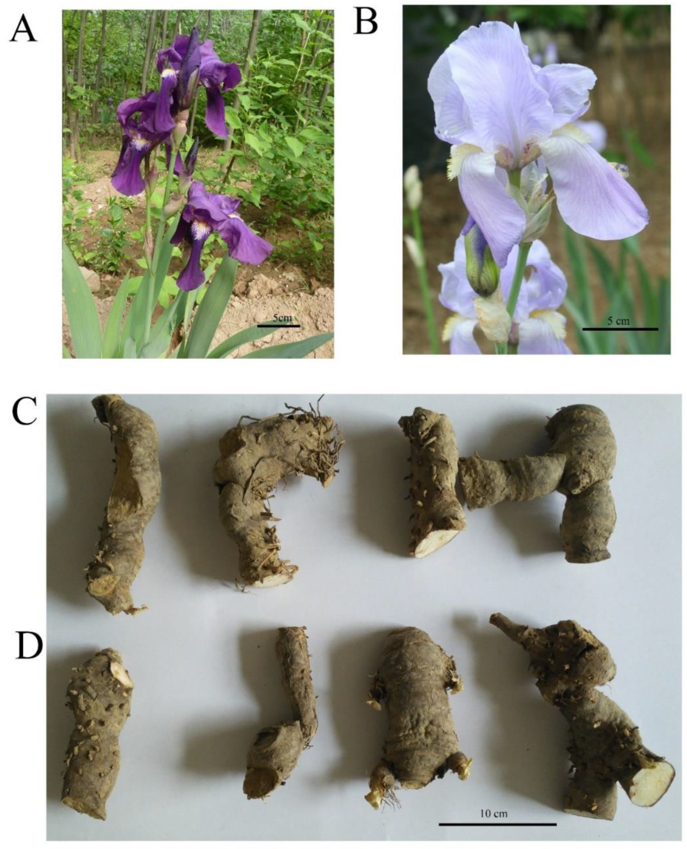 Forests 13 01632 g001 Forests 13 01632 g001