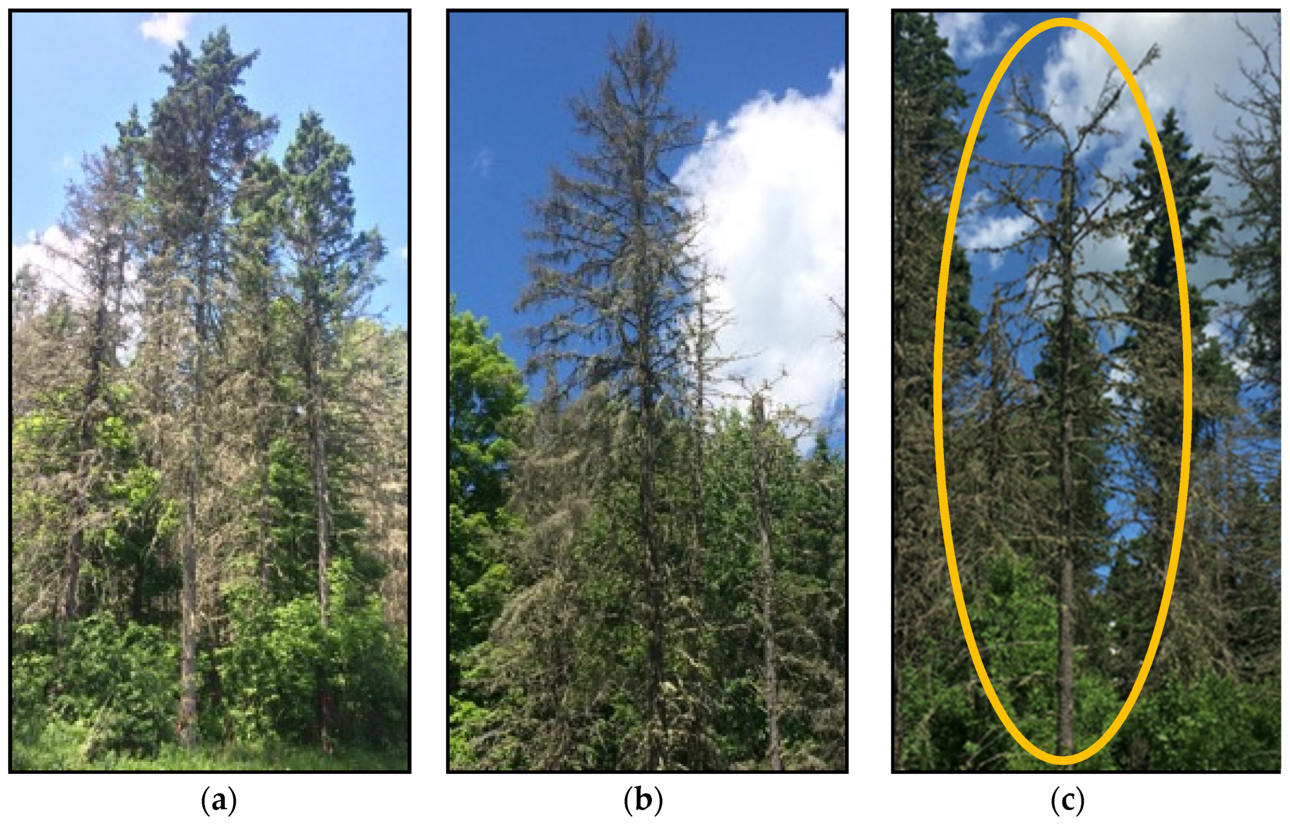Forests 13 01680 g001 Forests 13 01680 g001