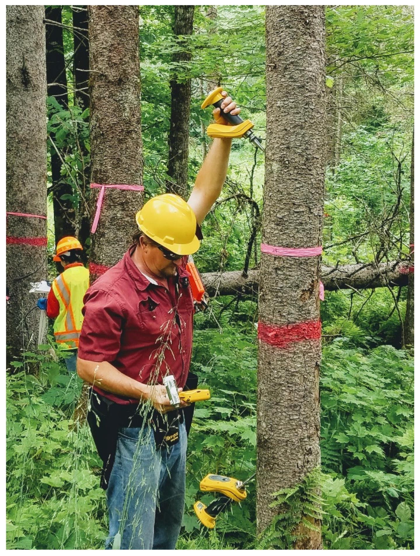 Forests 13 01680 g002 Forests 13 01680 g002