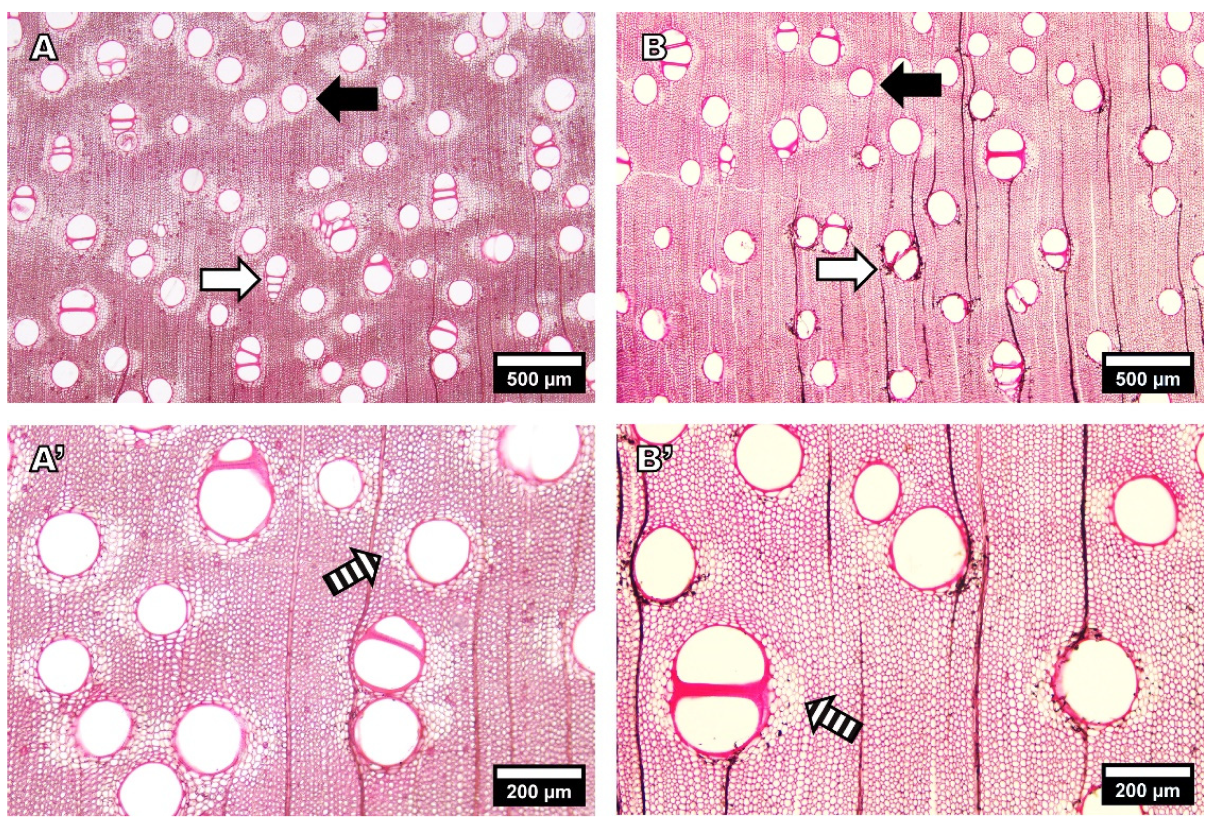 Forests 13 01700 g003 Forests 13 01700 g003