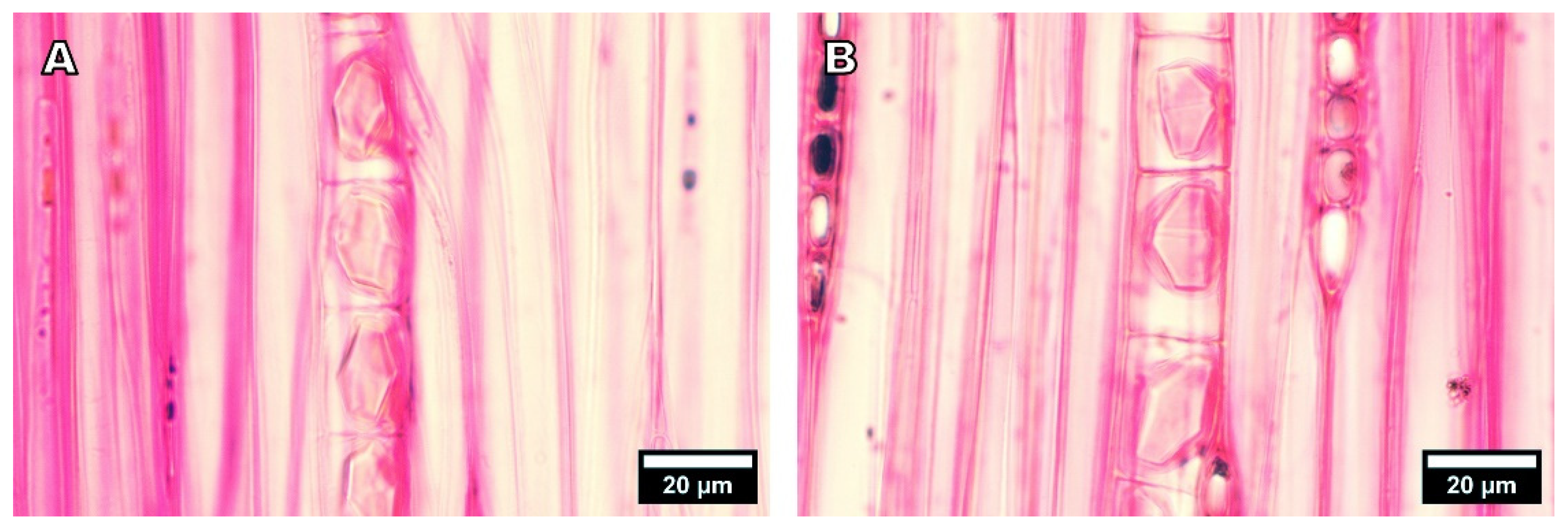 Forests 13 01700 g006 Forests 13 01700 g006