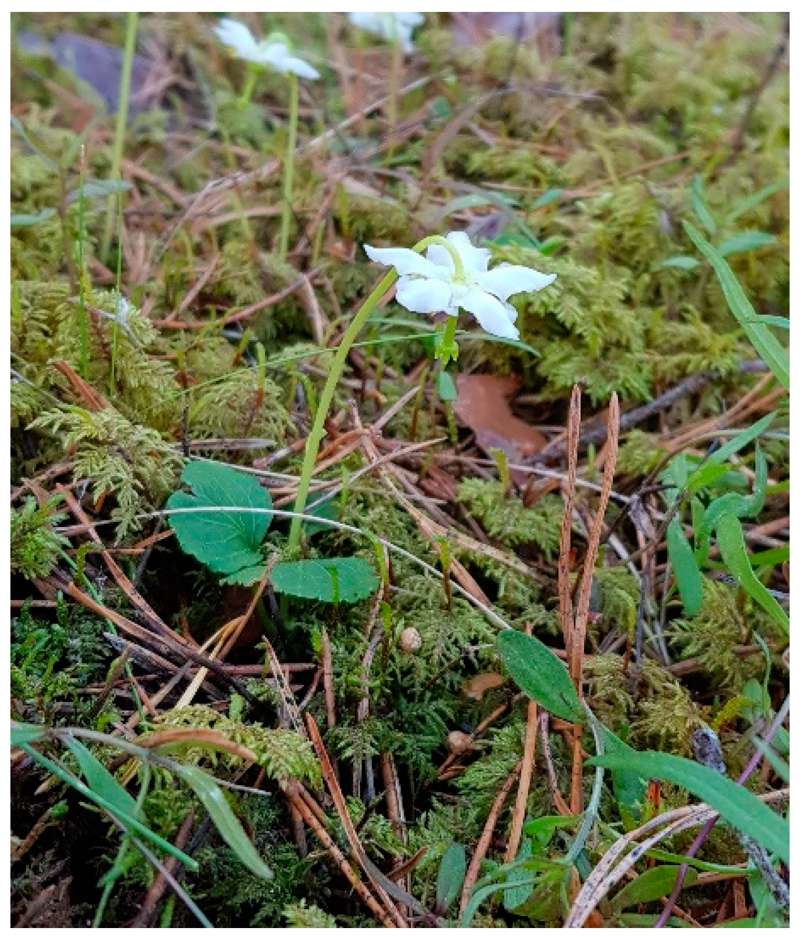 Forests 13 01715 g004 Forests 13 01715 g004