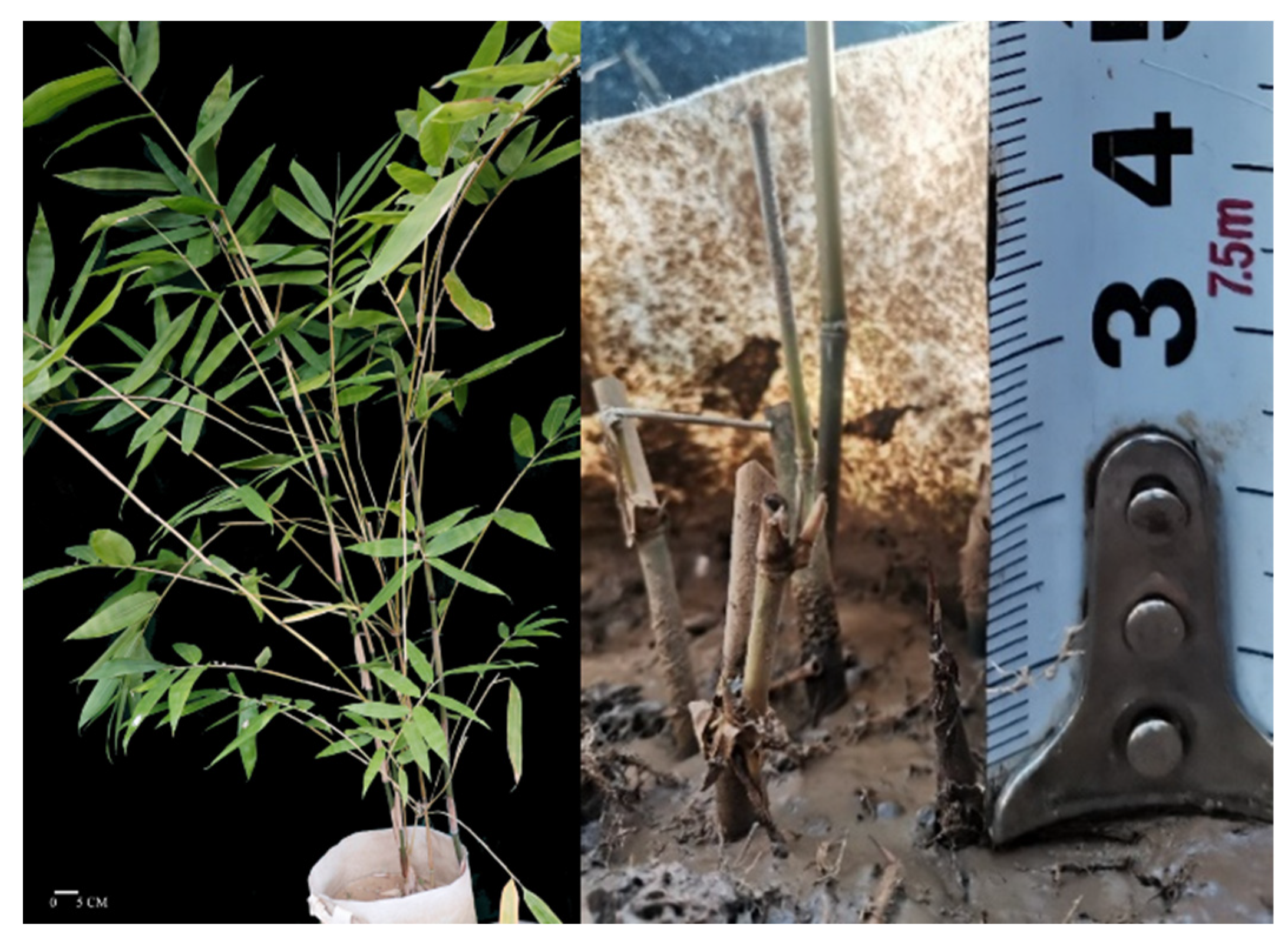 Forests 13 01723 g0a2 Forests 13 01723 g0a2