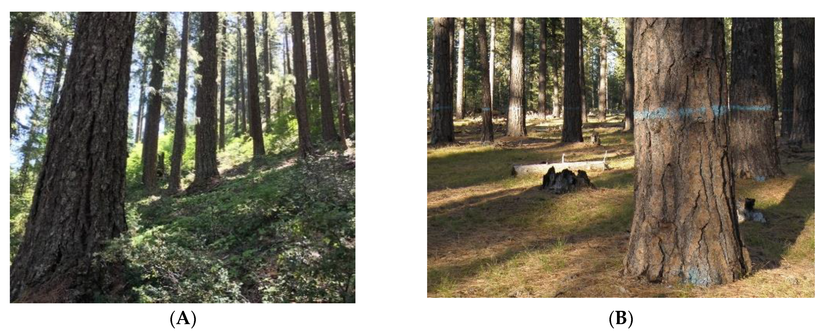 Forests 13 01730 g005a Forests 13 01730 g005a