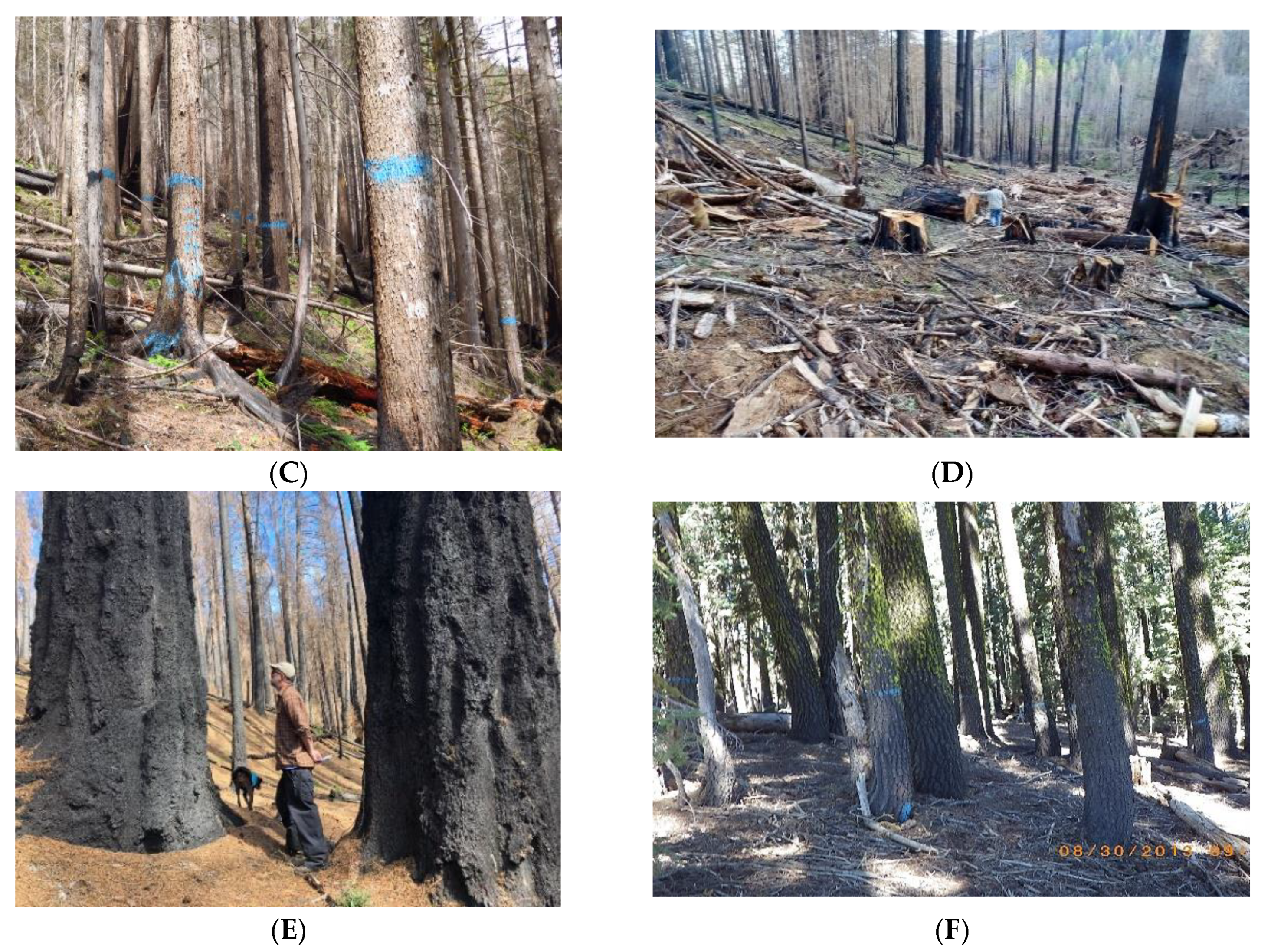 Forests 13 01730 g005b Forests 13 01730 g005b