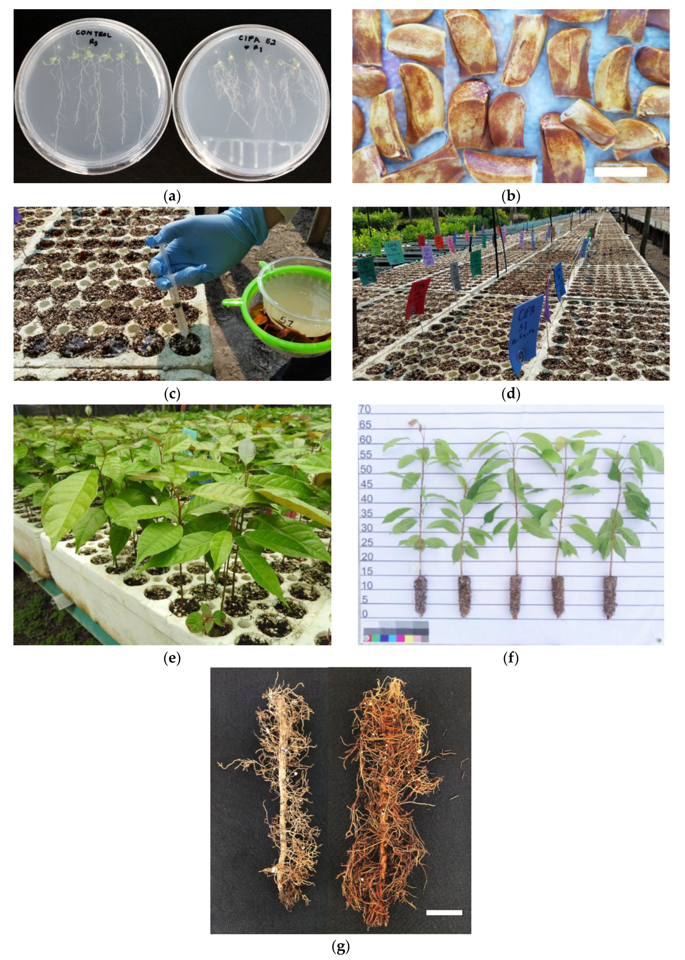 Forests 13 01742 g001 Forests 13 01742 g001