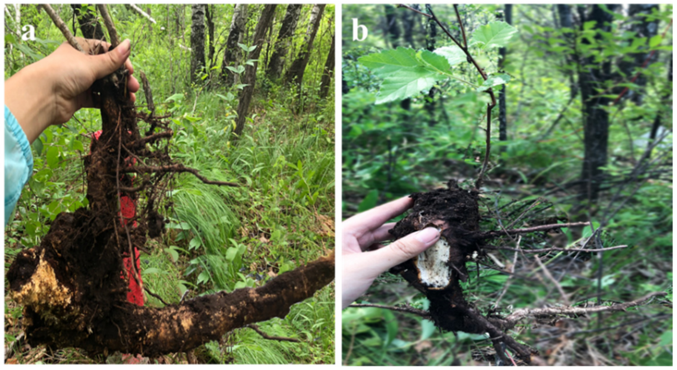 Forests 13 01745 g001 Forests 13 01745 g001