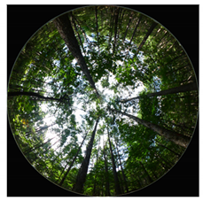 Forests 13 01746 i003 Forests 13 01746 i003