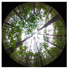 Forests 13 01746 i007 Forests 13 01746 i007